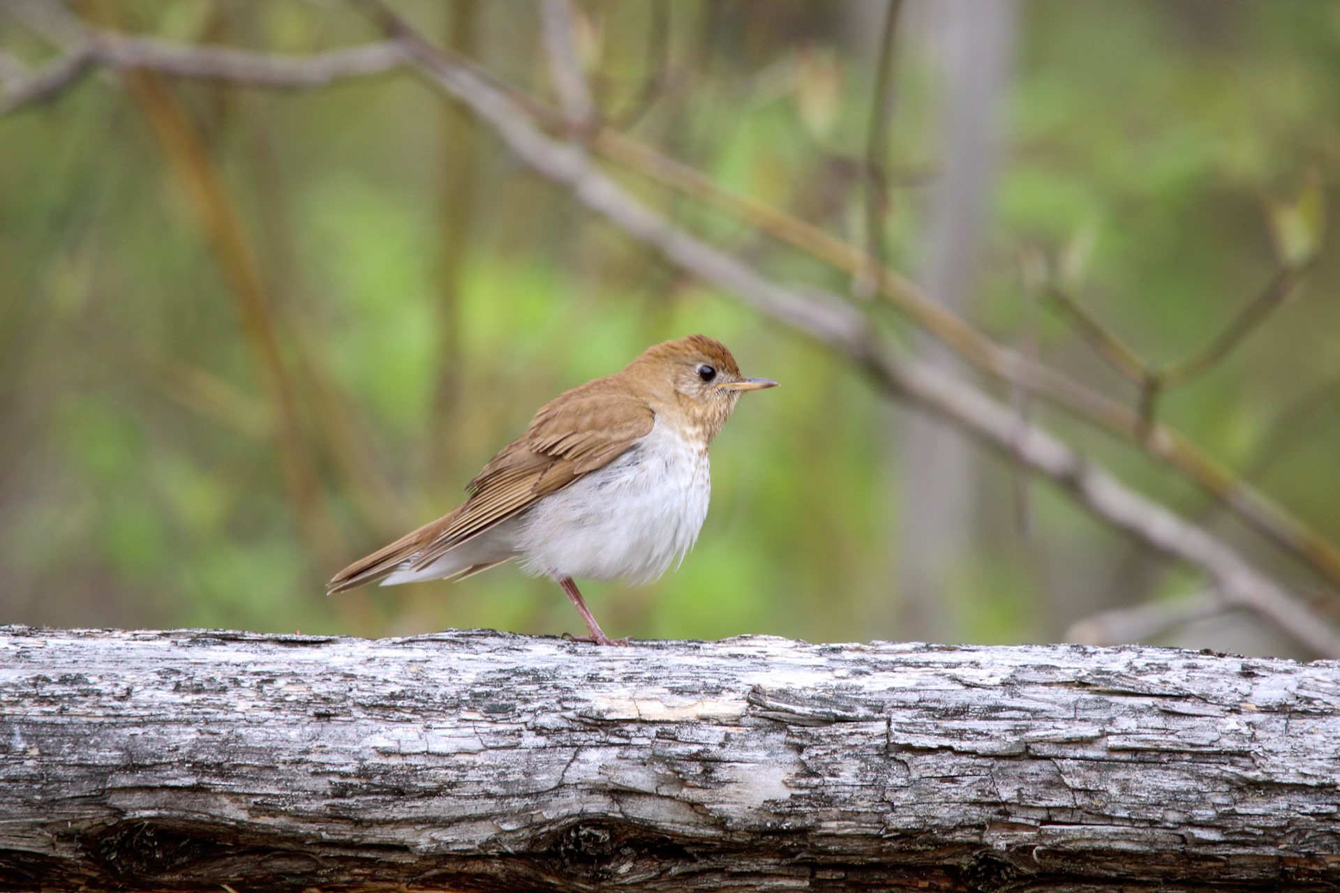 Veery