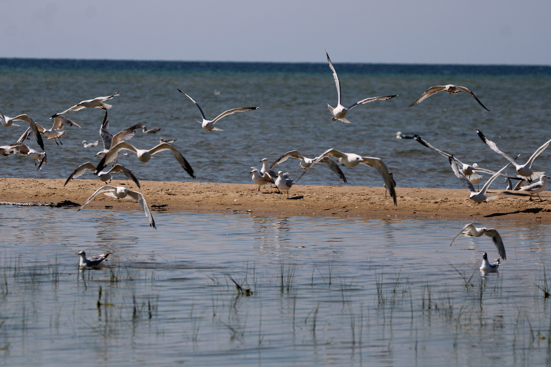 Ring-billed Gull