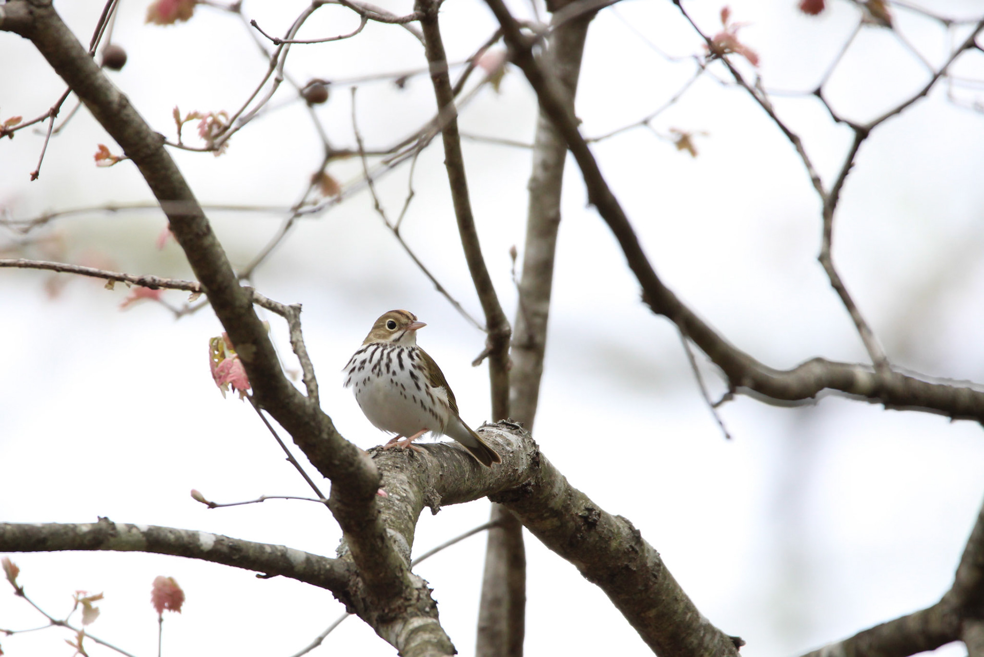Ovenbird