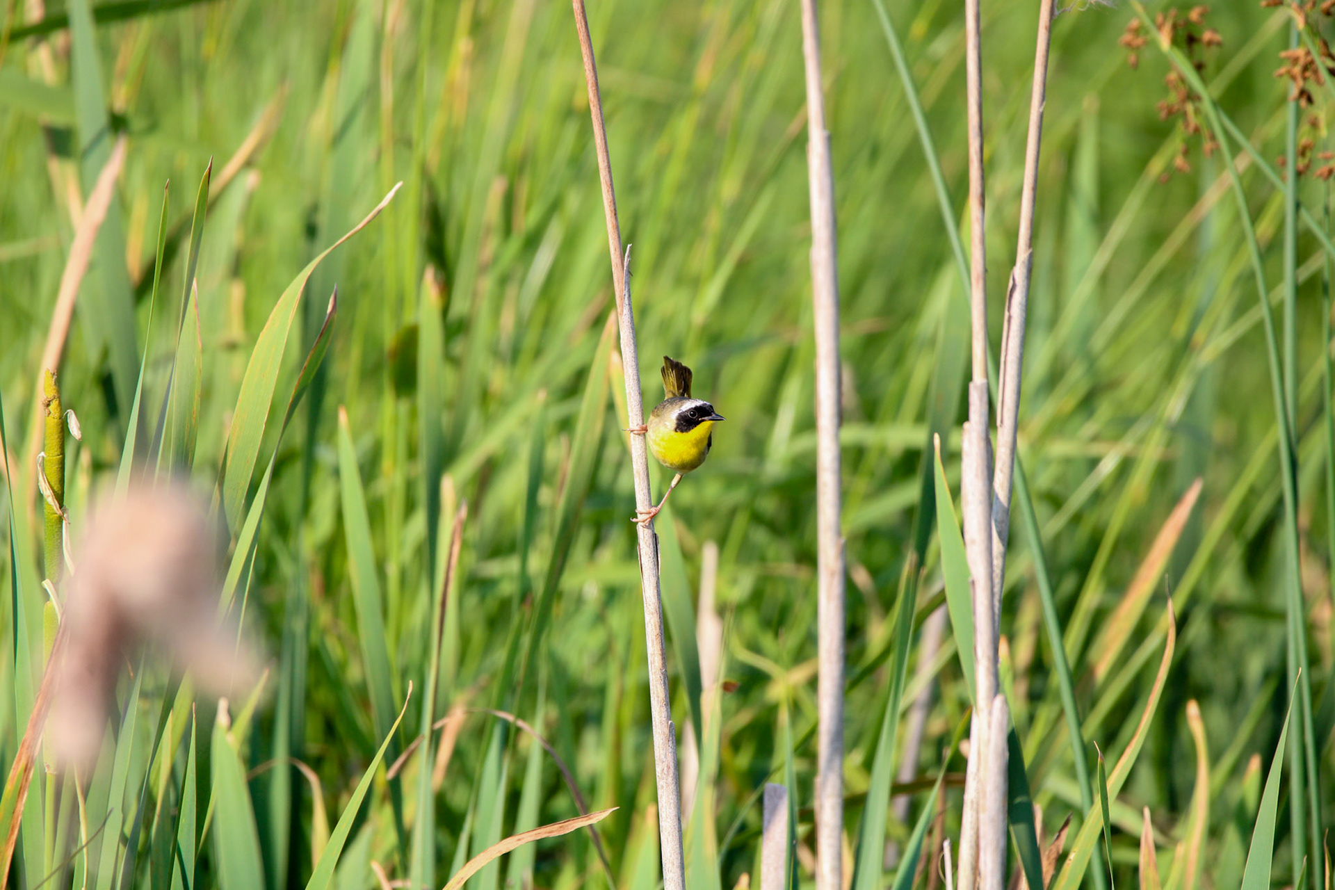 Common Yellowthroat