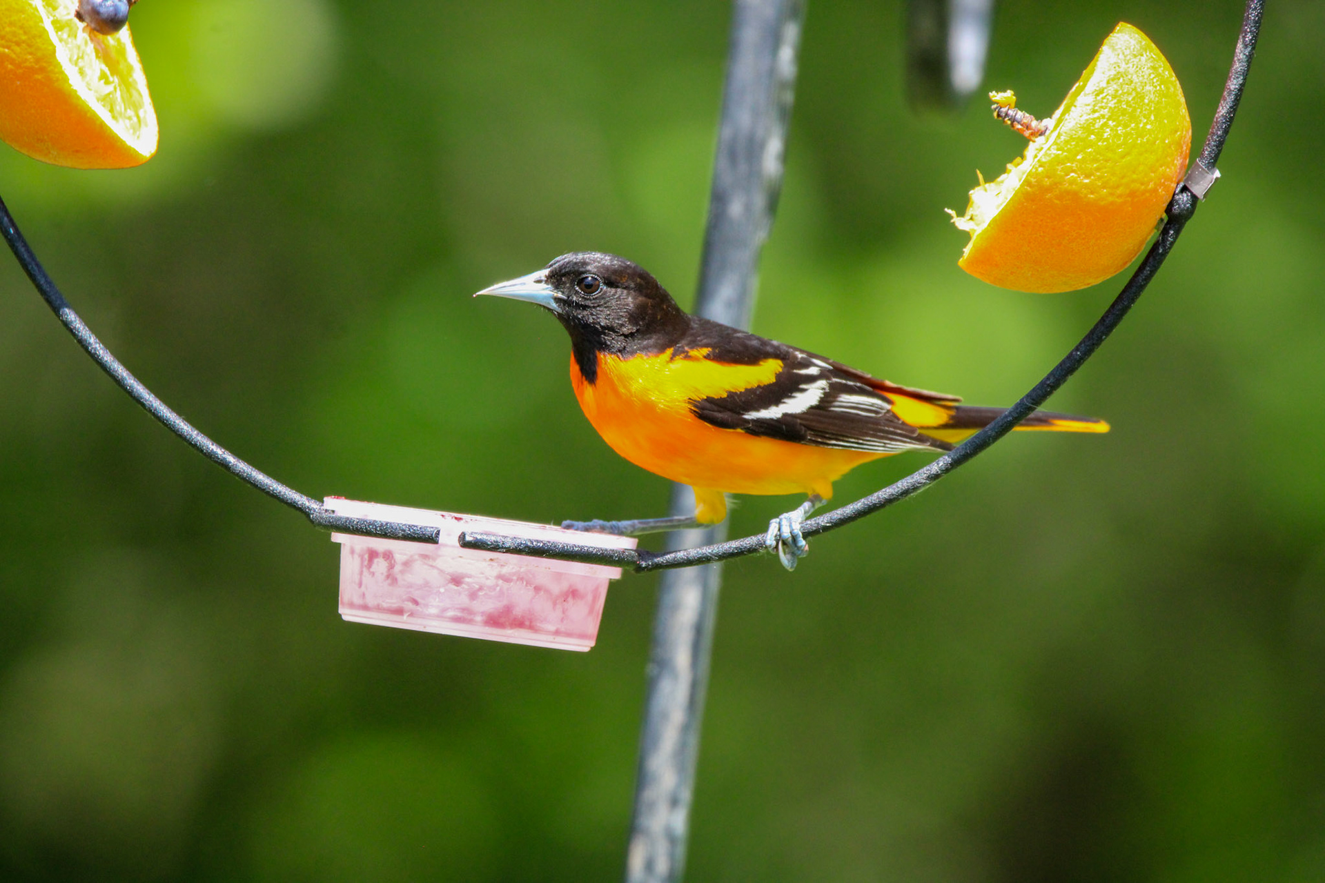 Baltimore Oriole