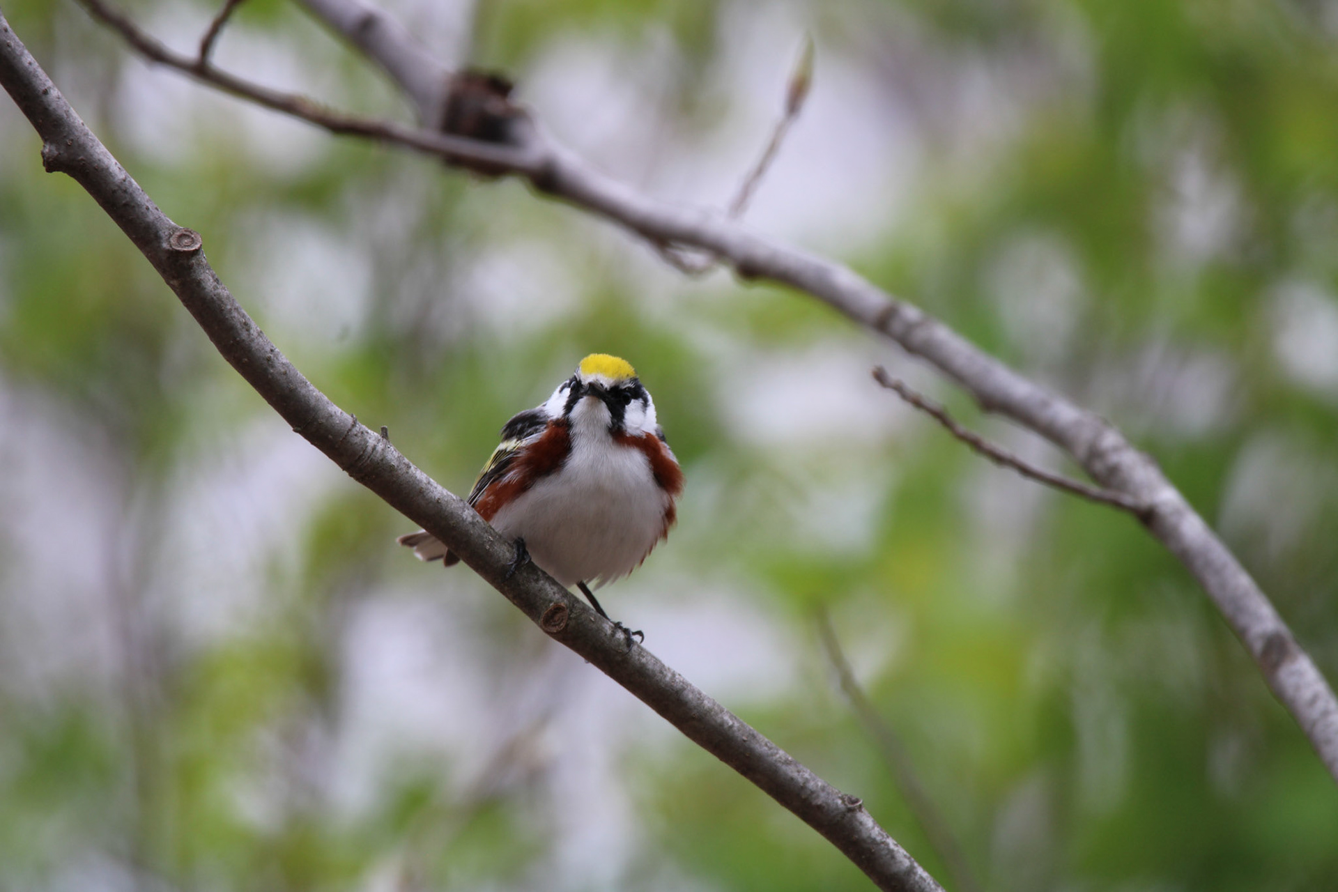 Chestnut-sided Warbler