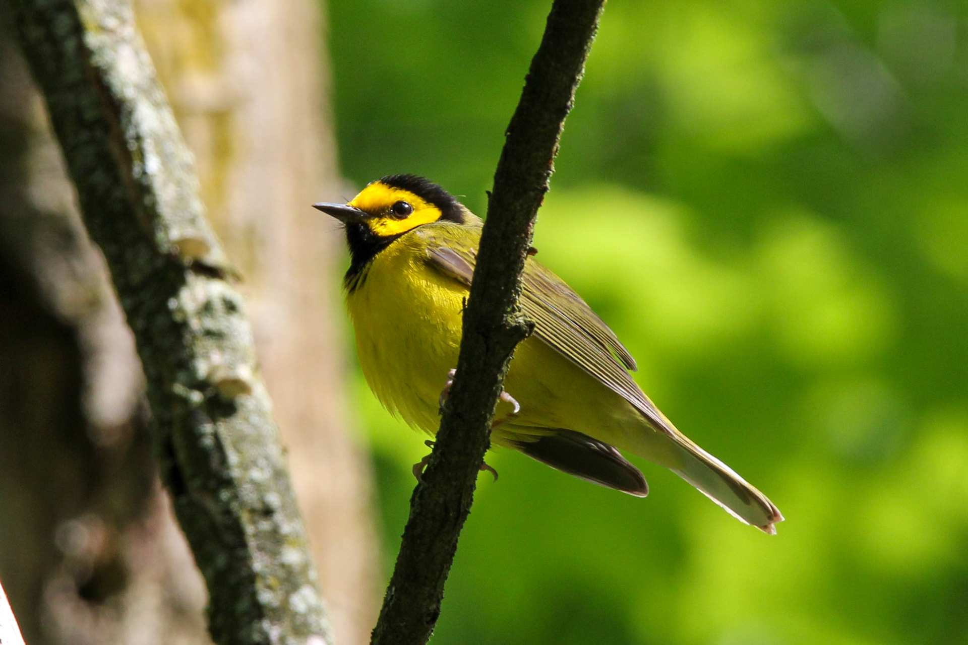 Hooded Warbler