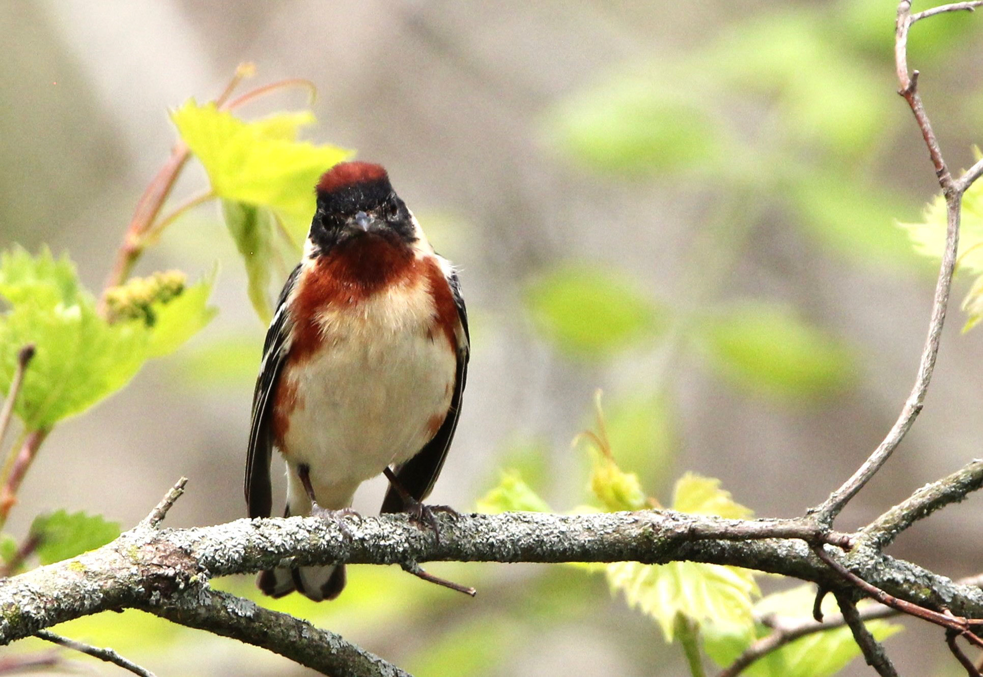 Bay-breasted Warbler