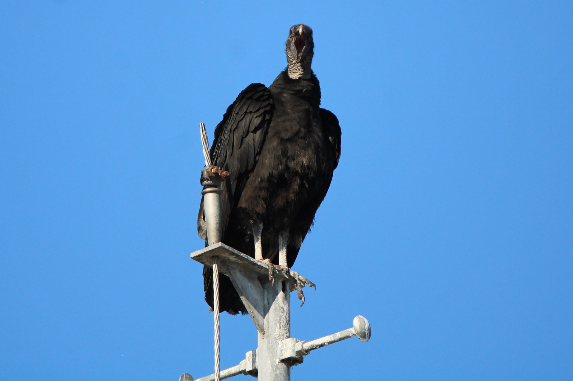 Black Vulture - Holey Land Wildlife Management Area
