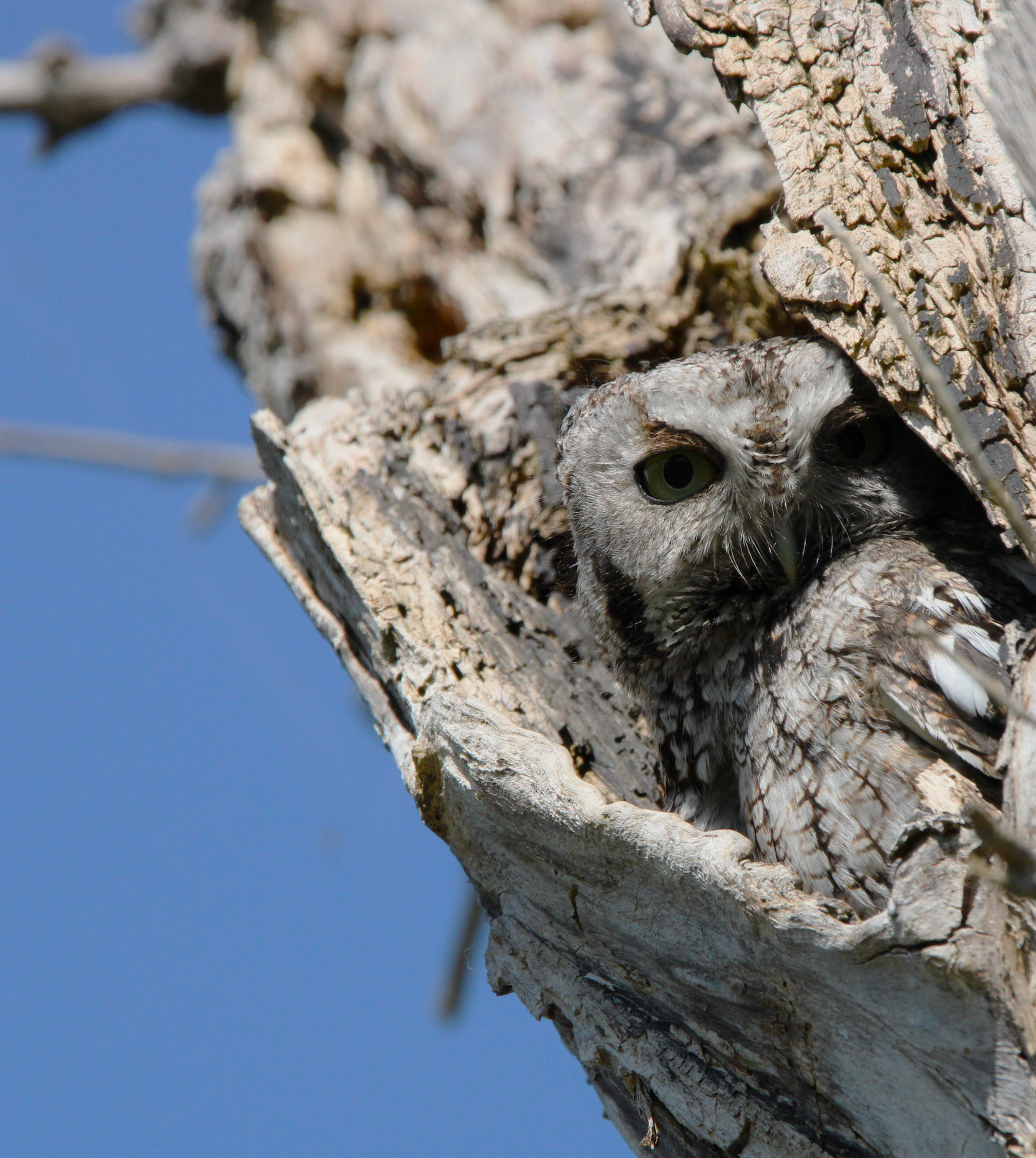 Eastern Screech Owl