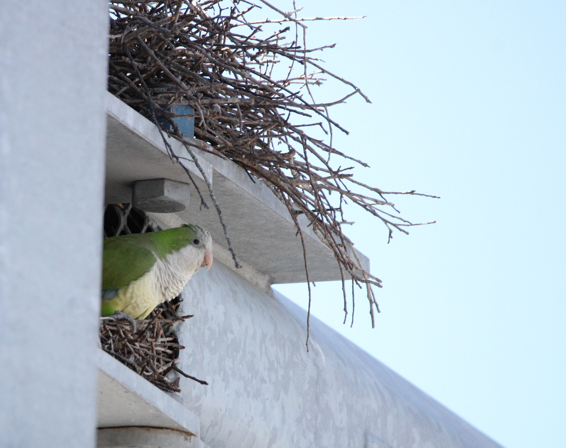 Monk Parakeet