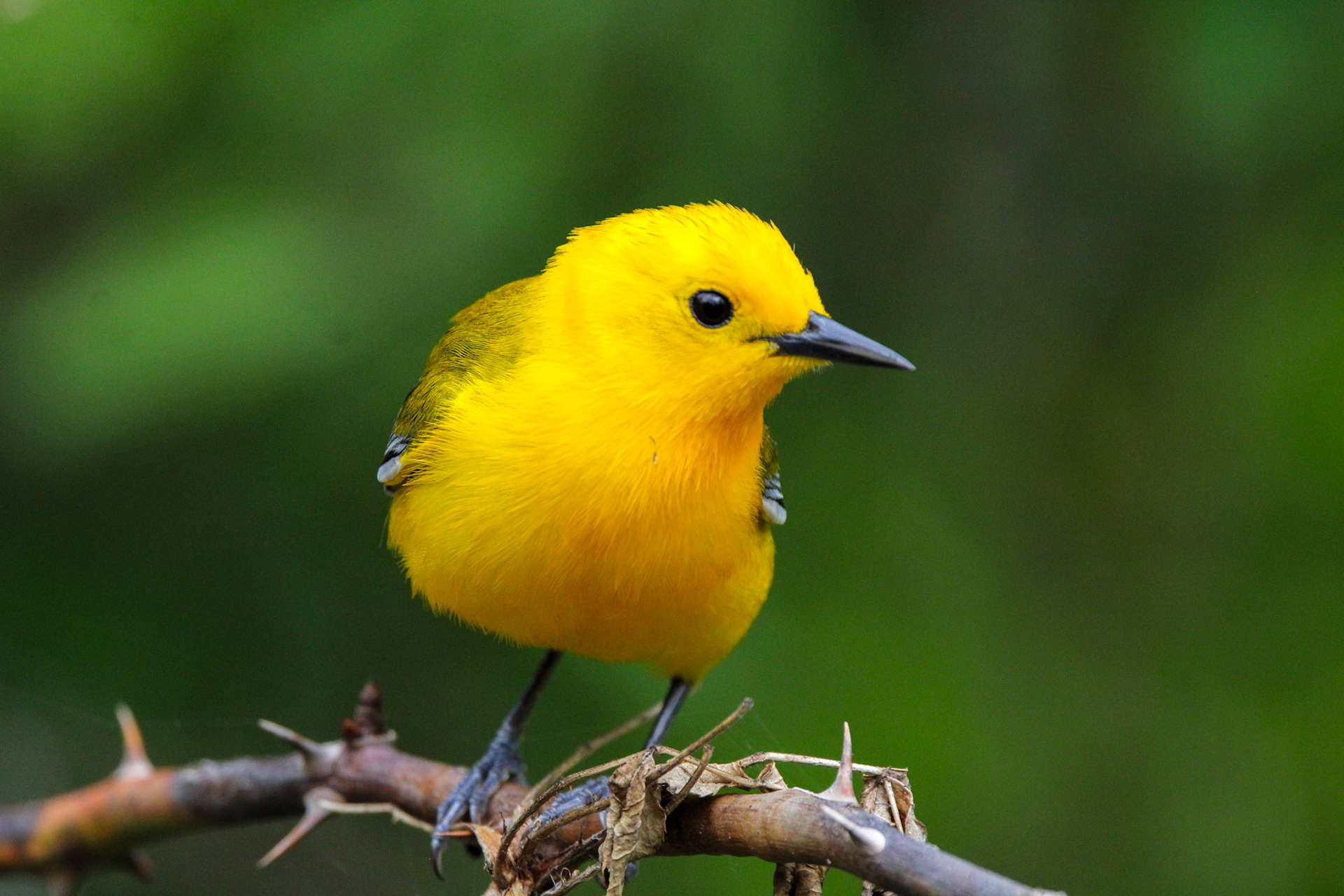 Prothonotary Warbler