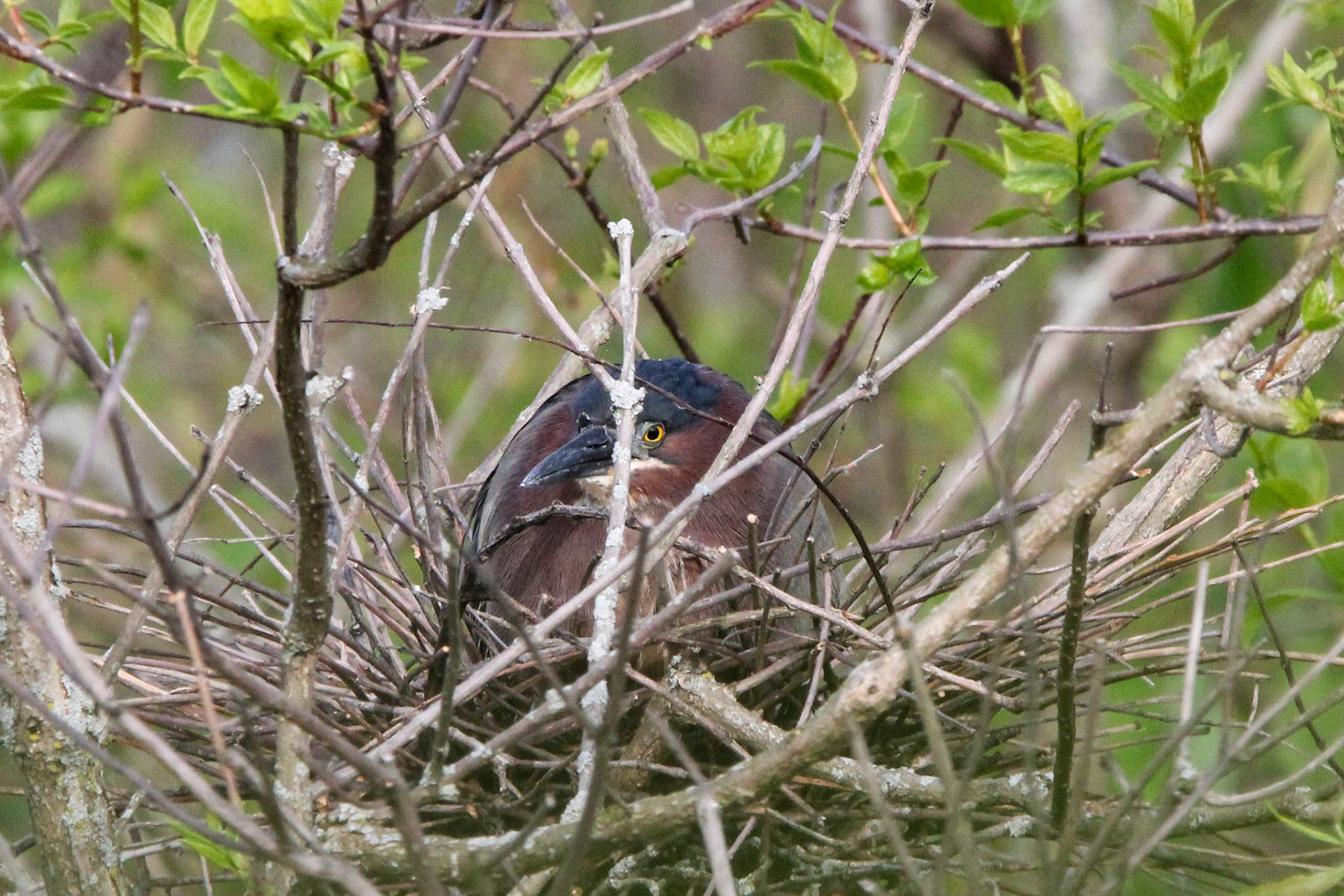Green Heron on a nest