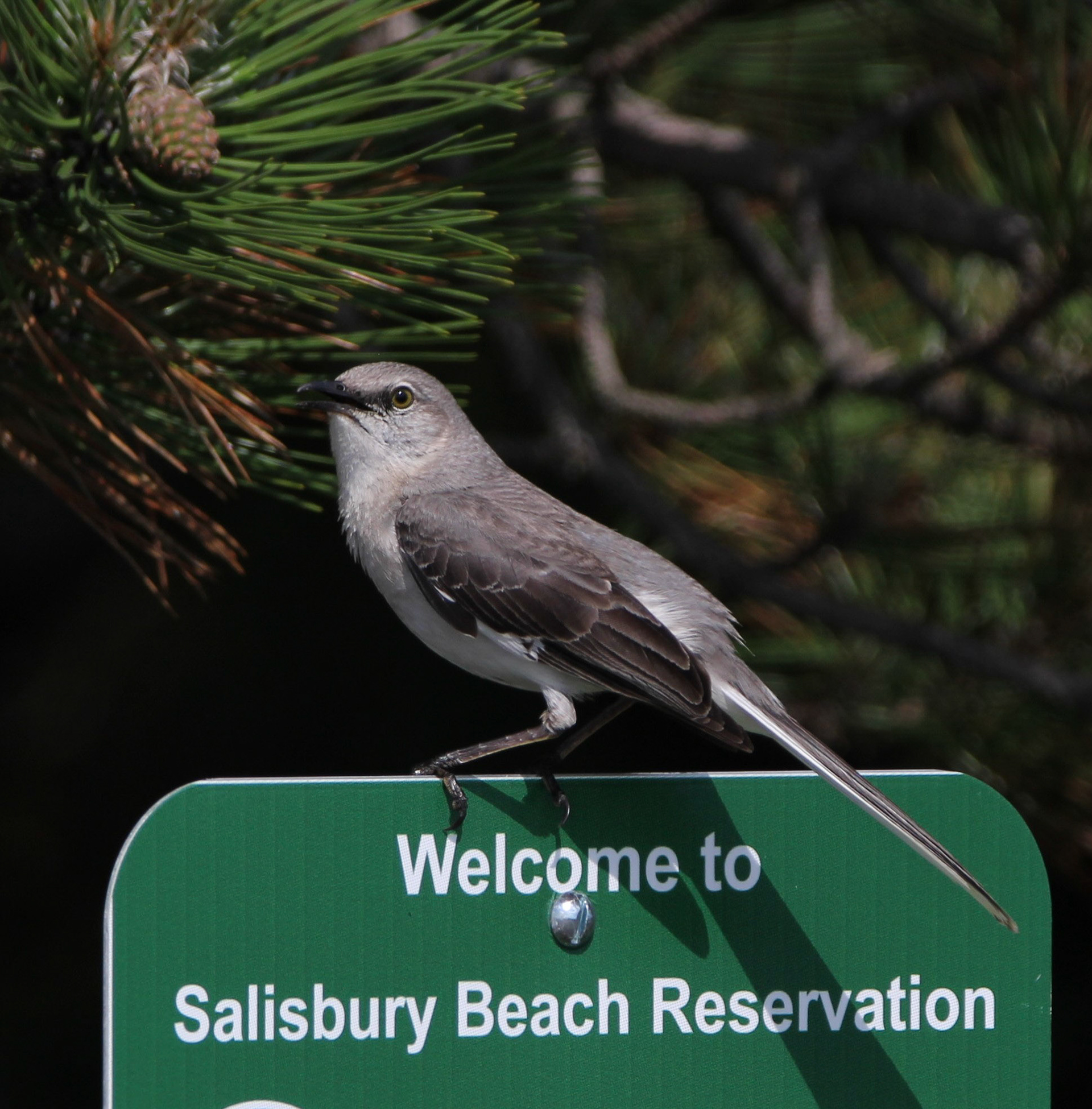 Northern Mockingbird