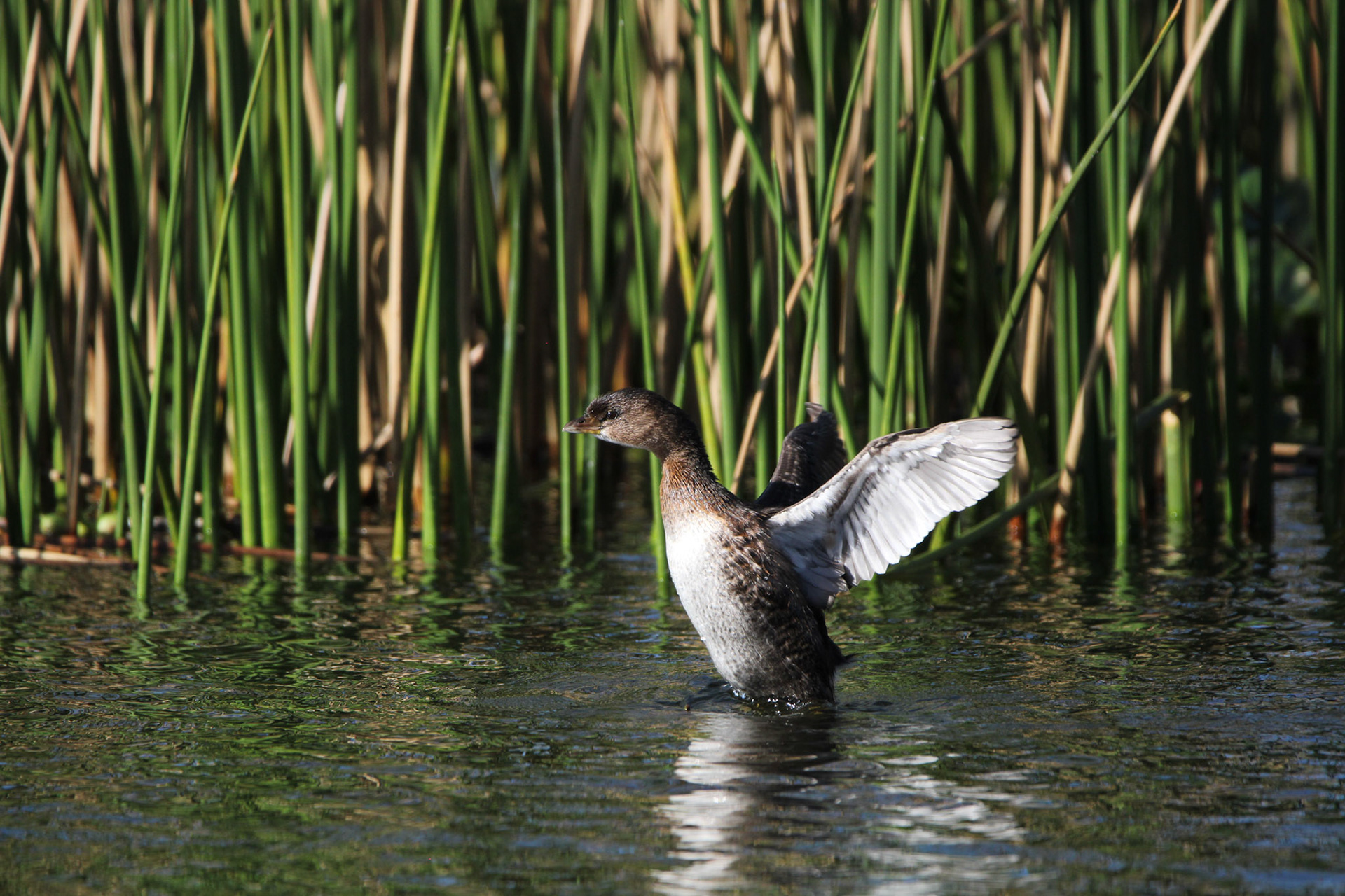 Pied-billed Grebe