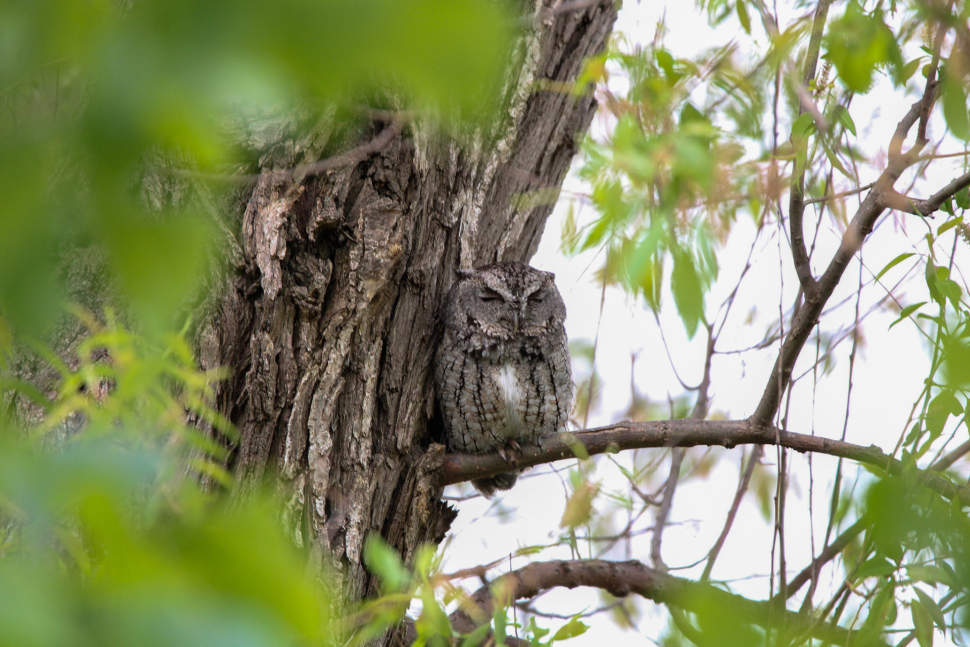 Eastern Screech Owl