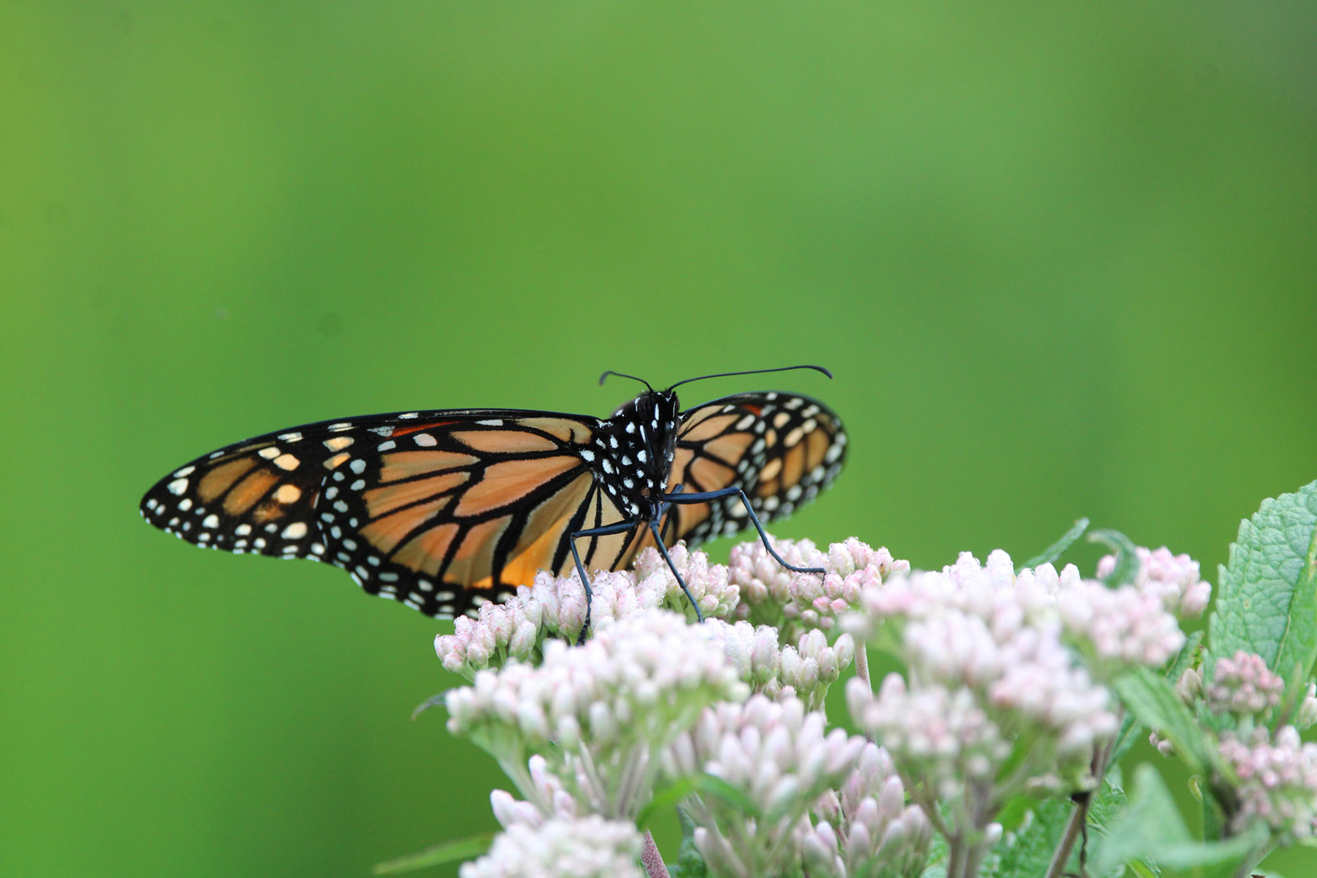 Monarch Butterfly