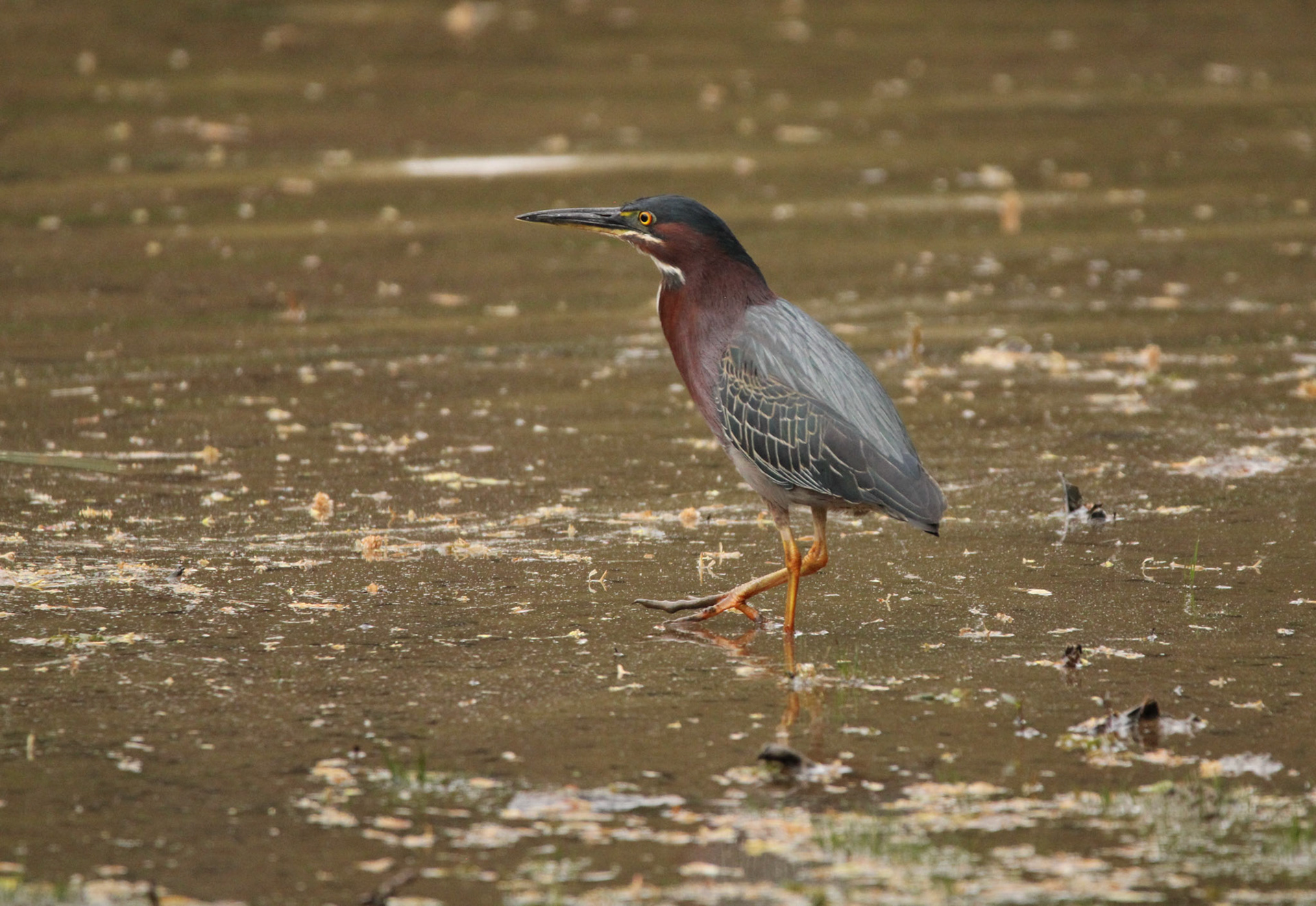 Green Heron