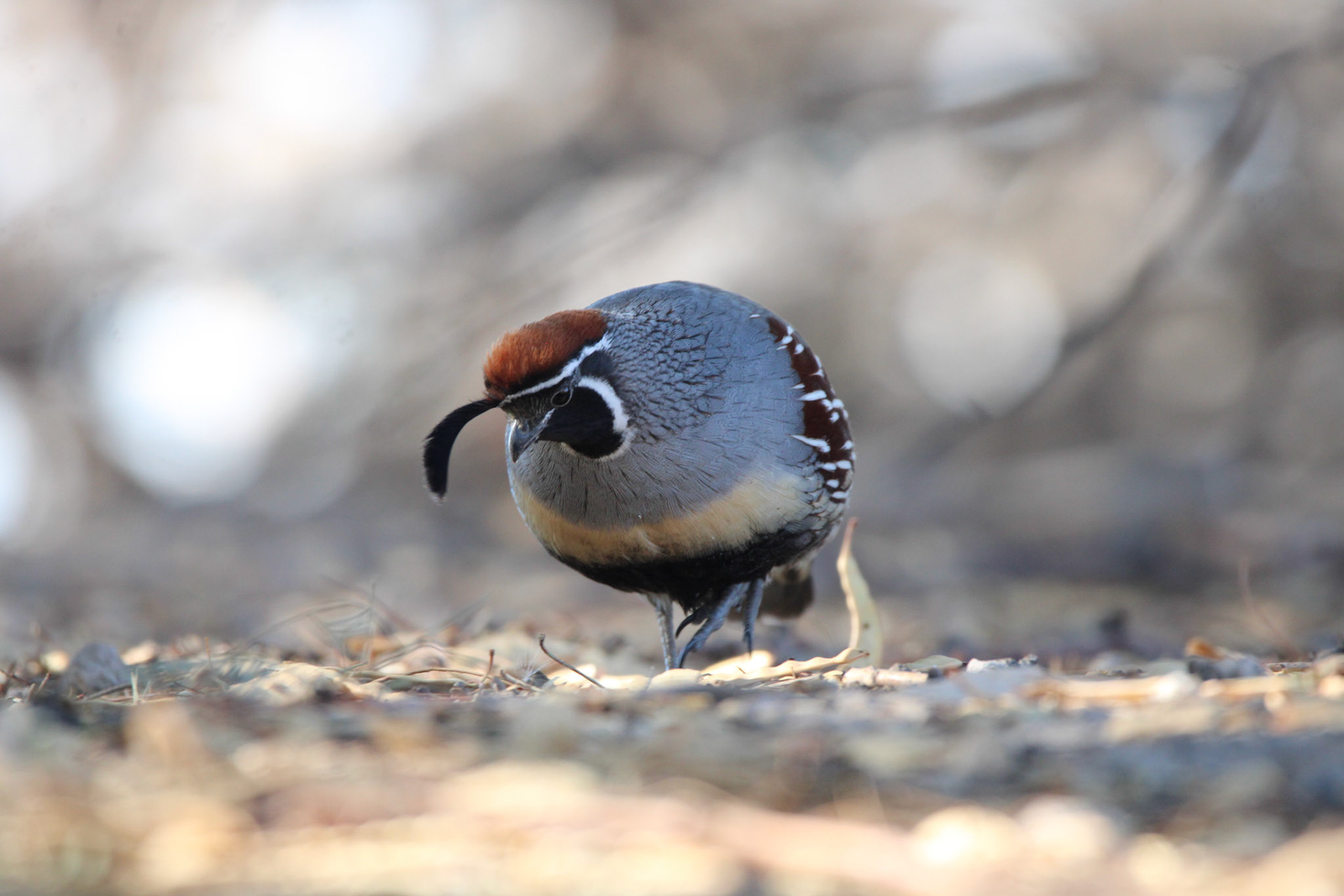 Gambel's Quail