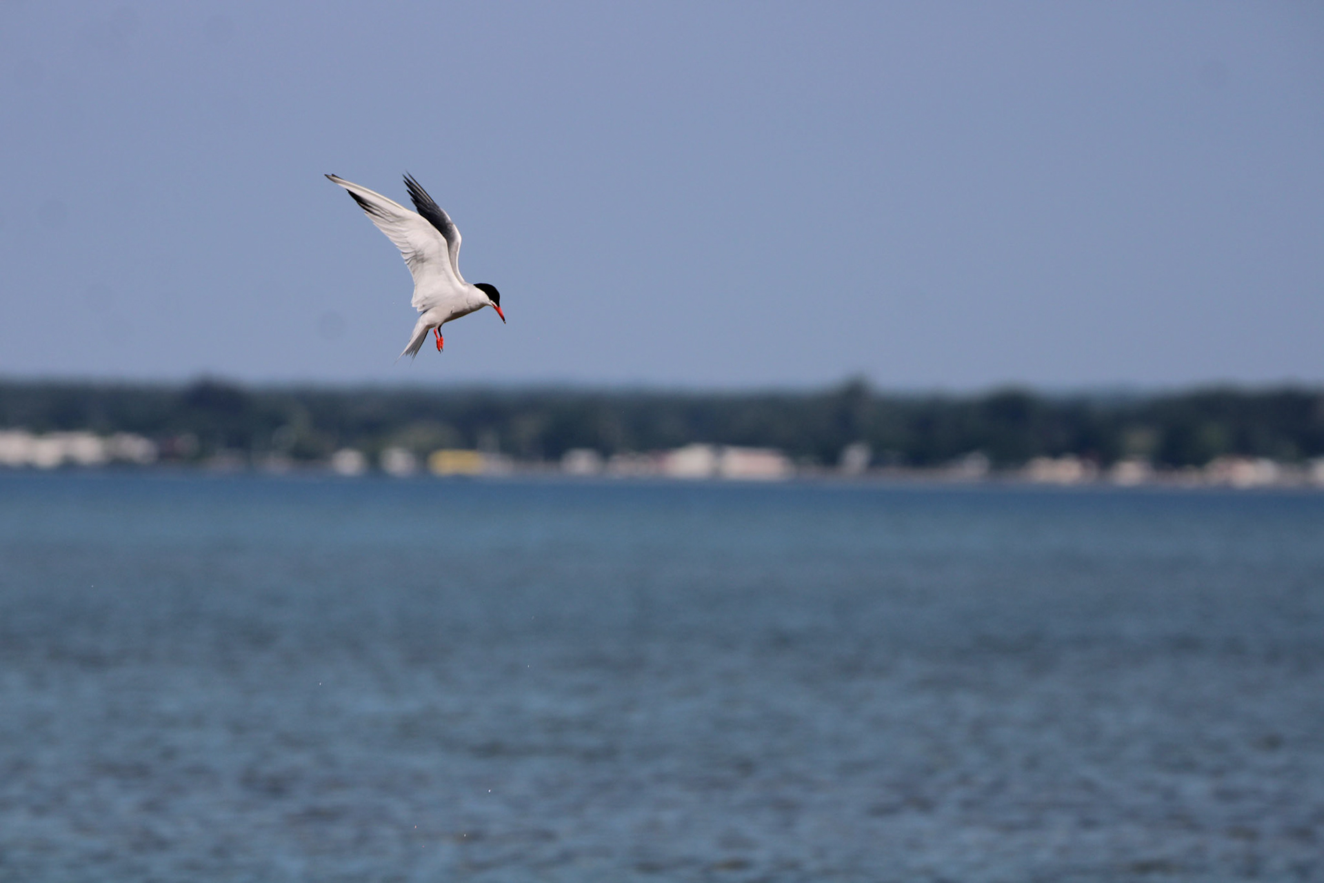 Common Tern