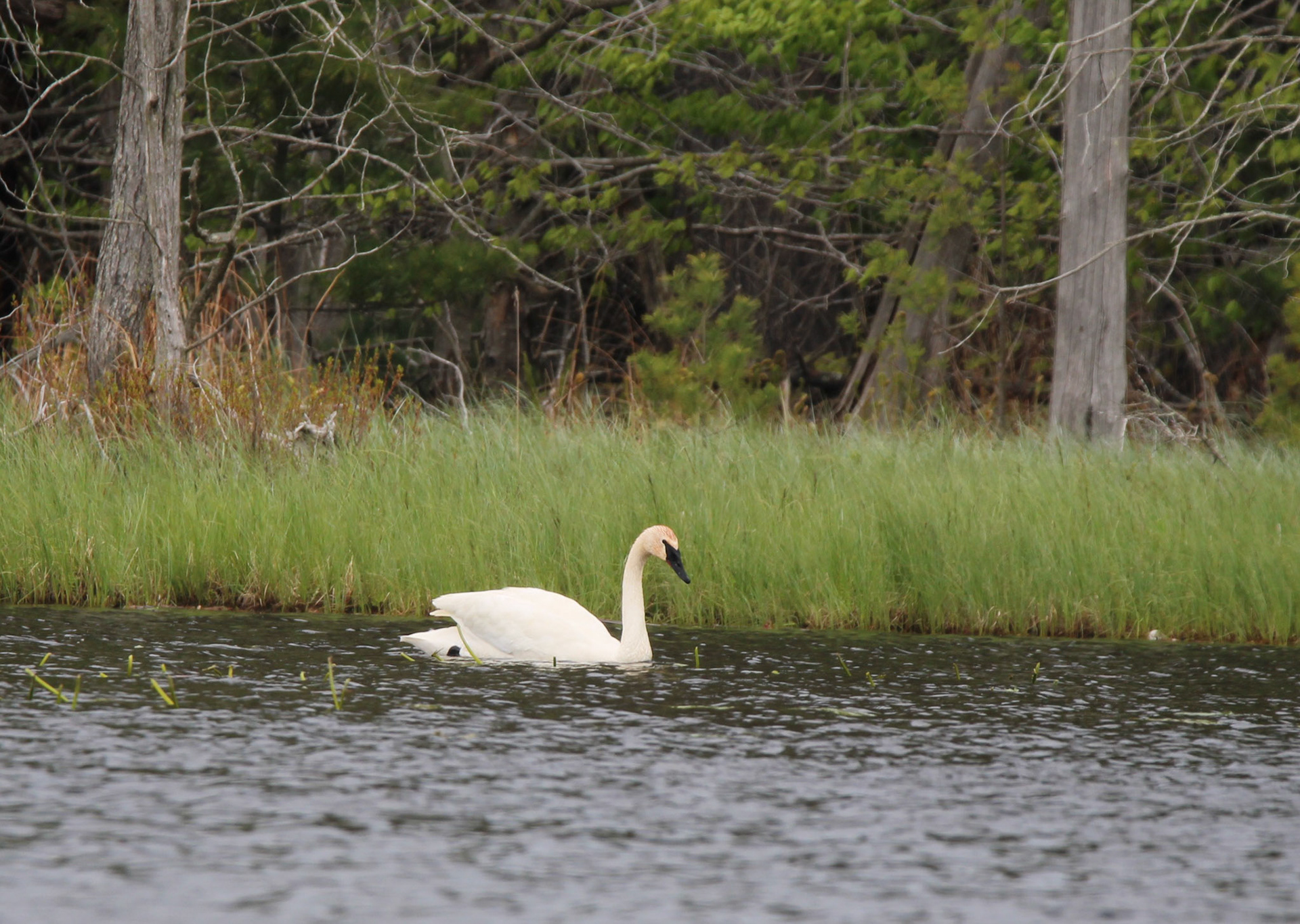 Trumpeter Swan