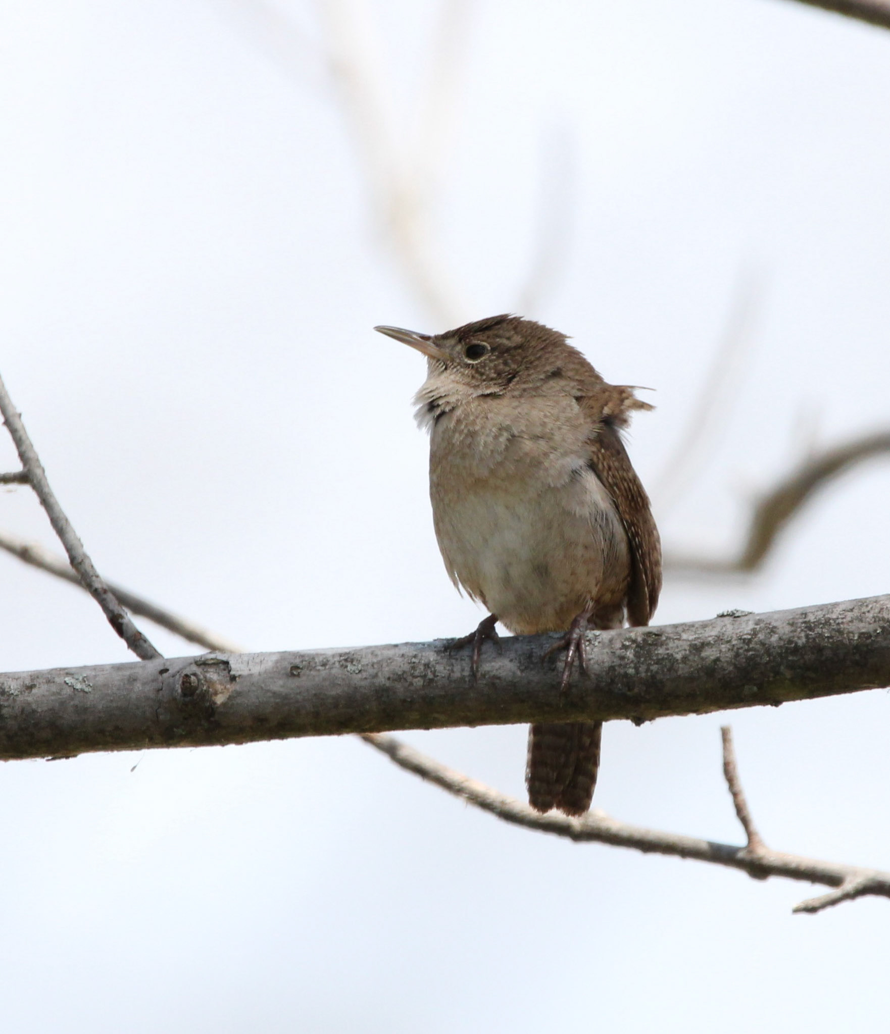 House Wren