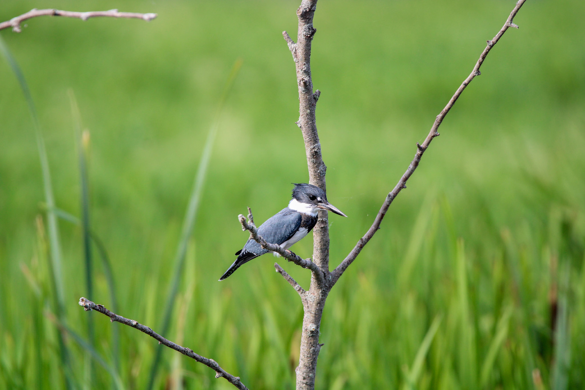 Belted Kingfisher