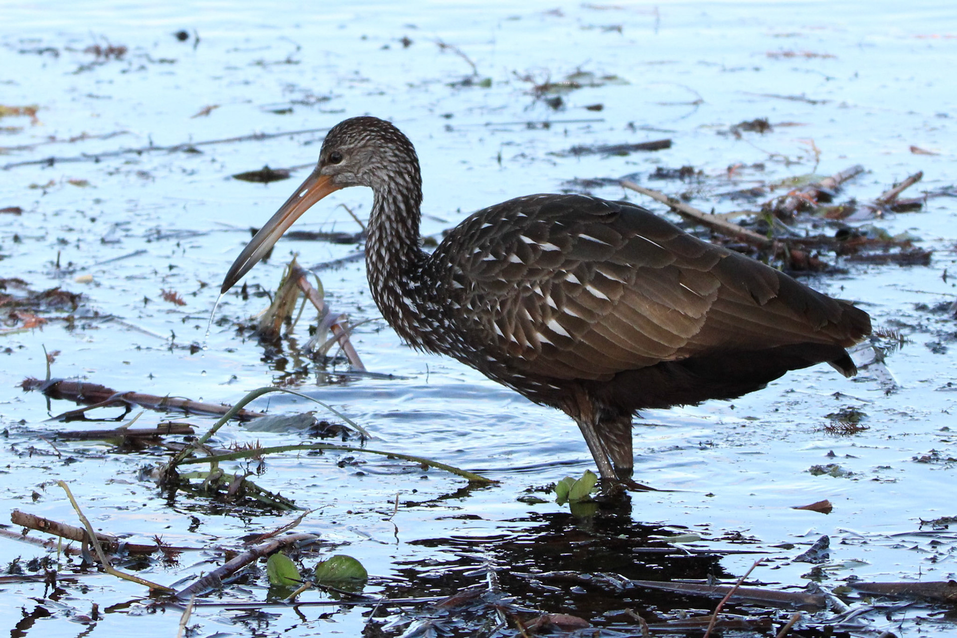 Limpkin