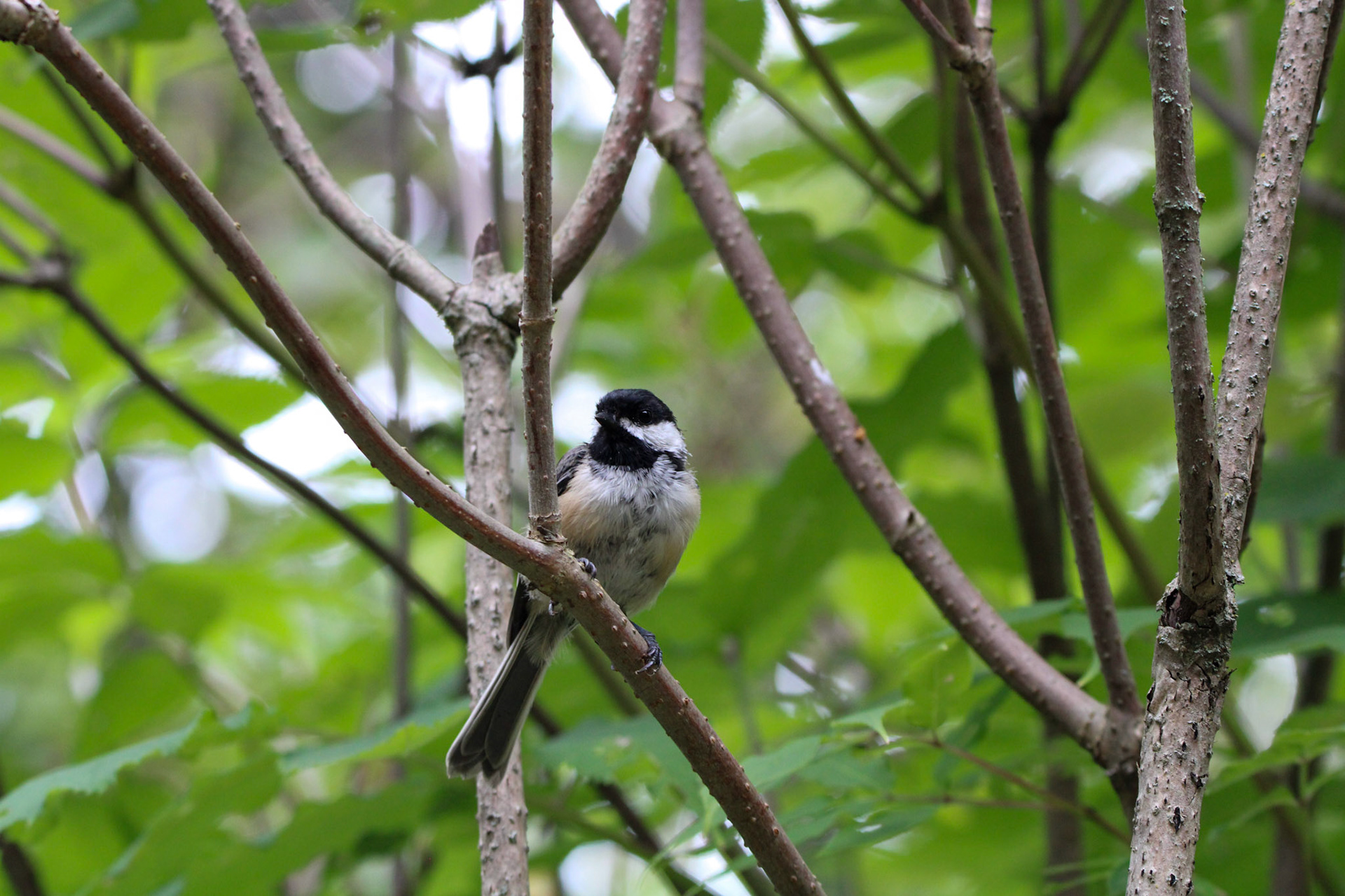 Black-capped Chickadee - Isle Royale National Park