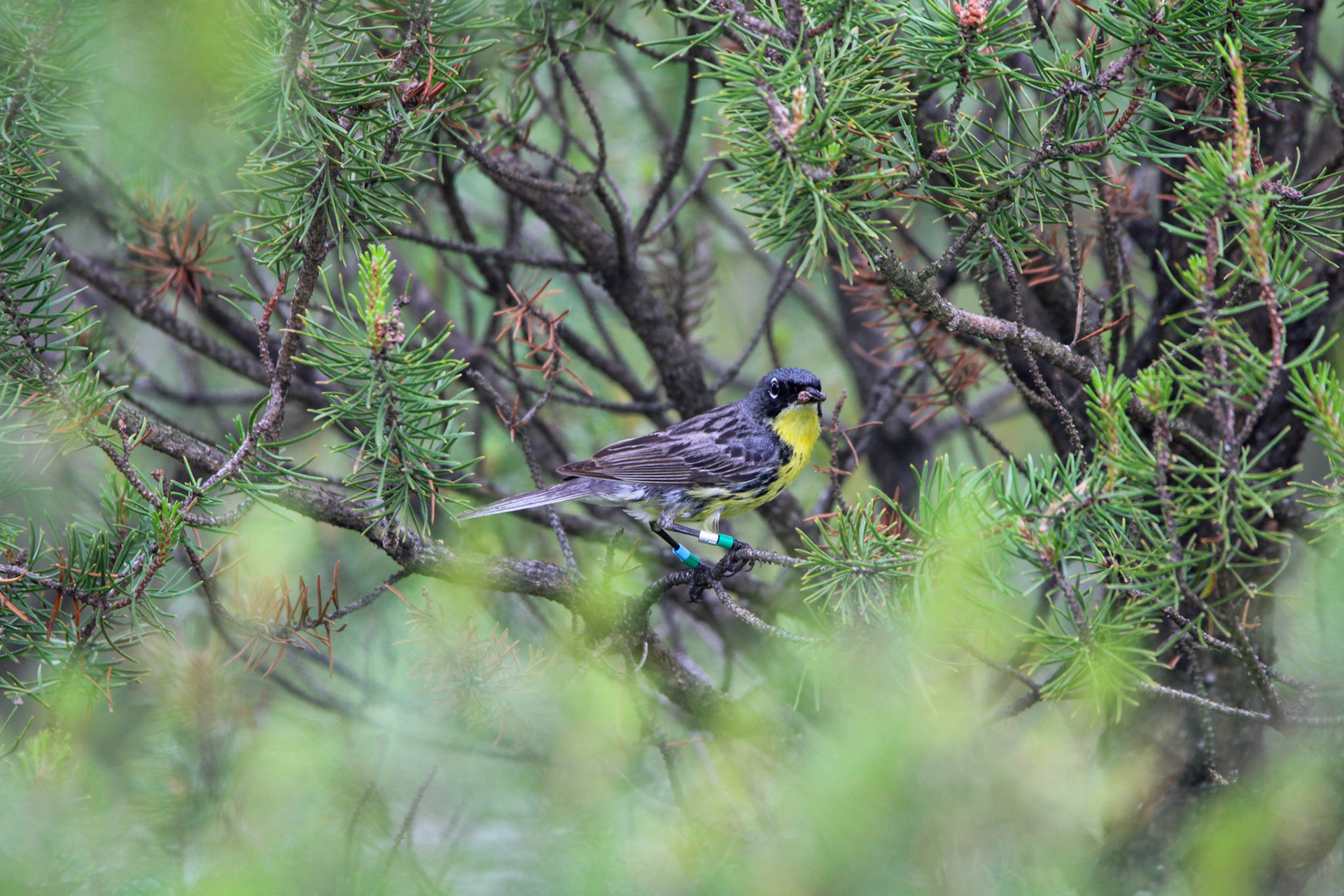 Kirtland's Warbler - Huron National Forest