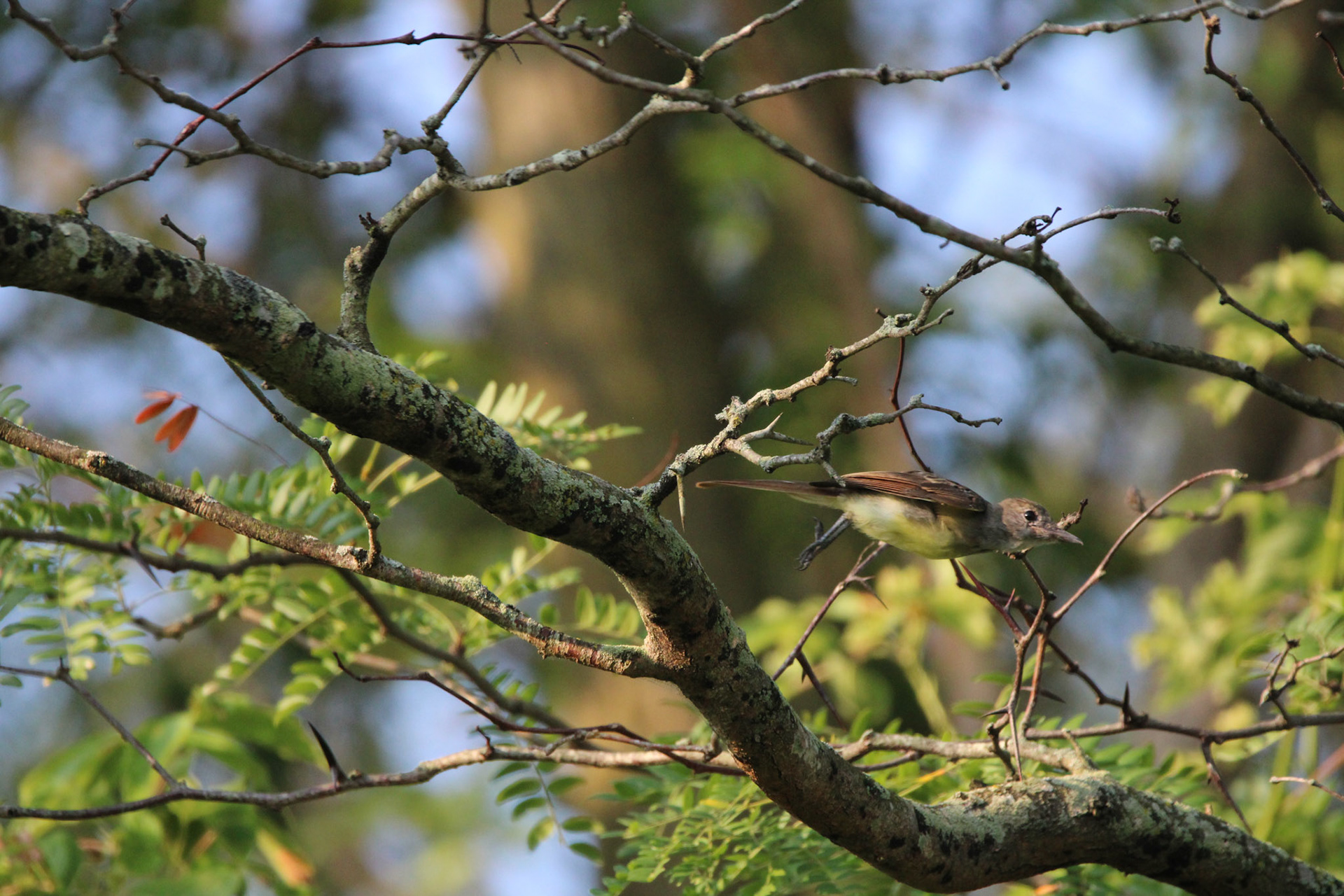 Great-crested Flycatcher