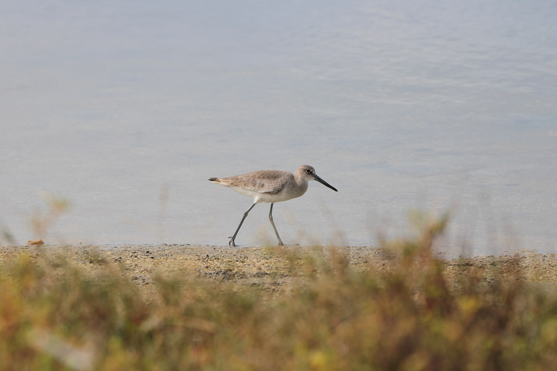 Willet
