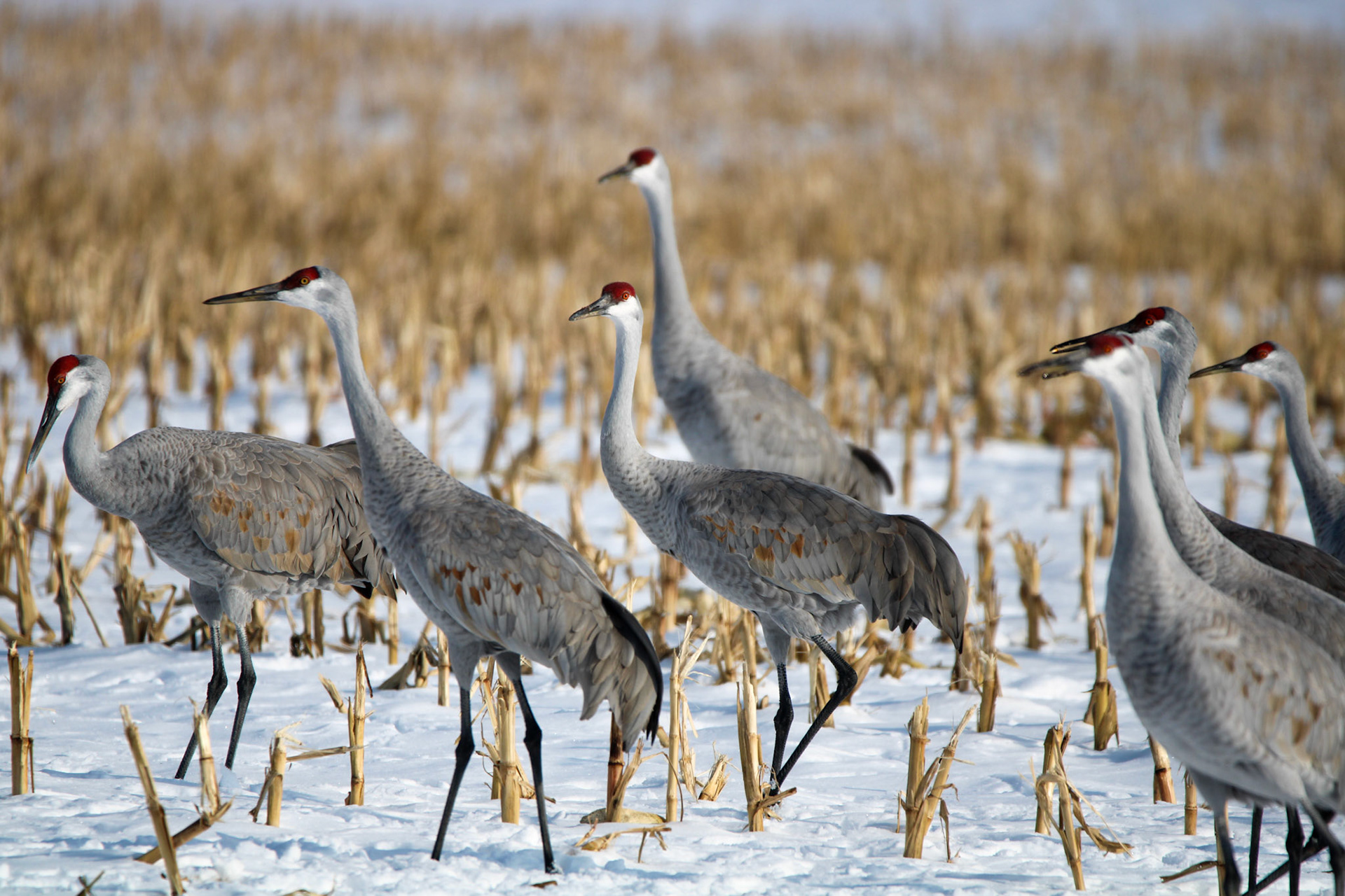 Sandhill Cranes