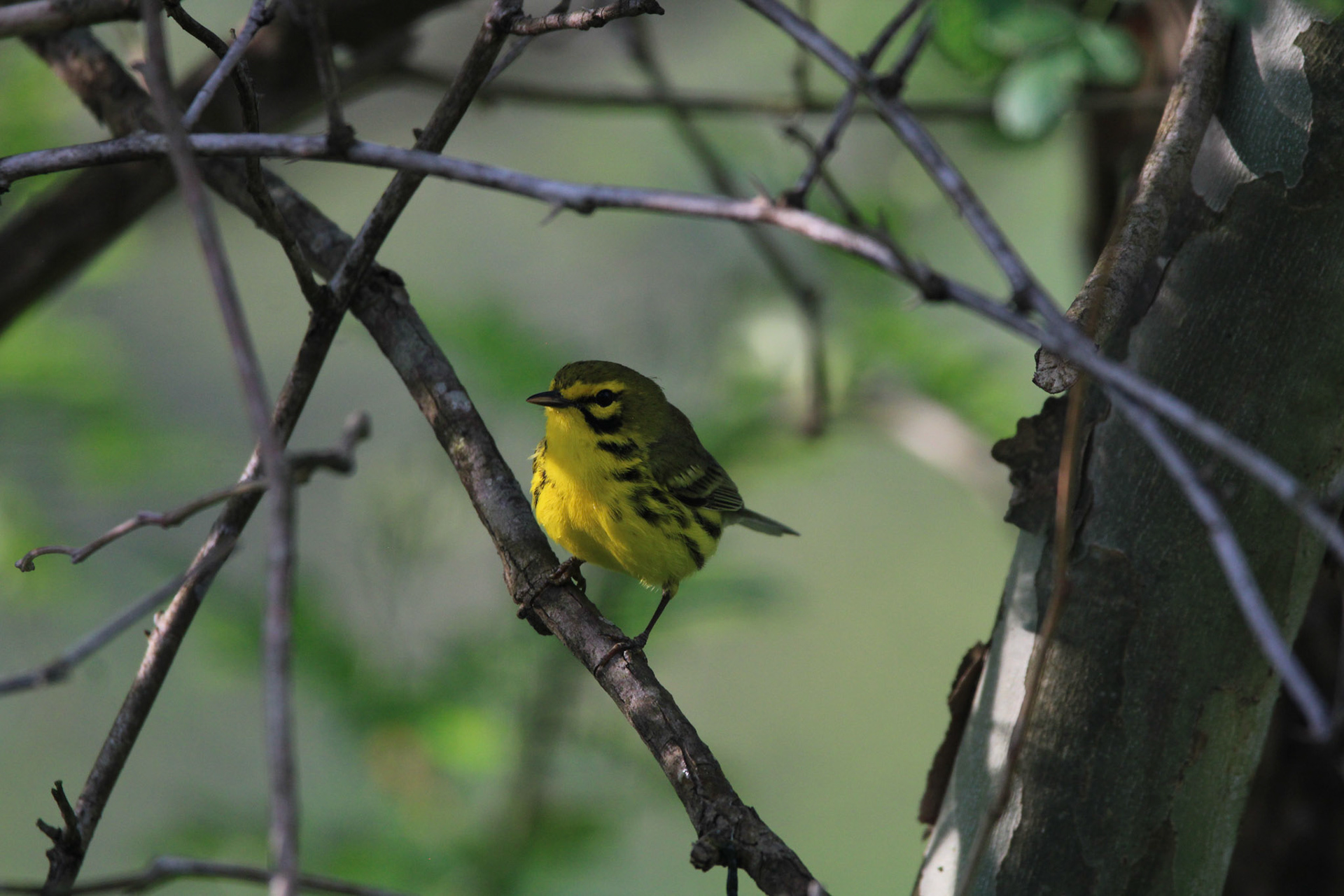 Prairie Warbler
