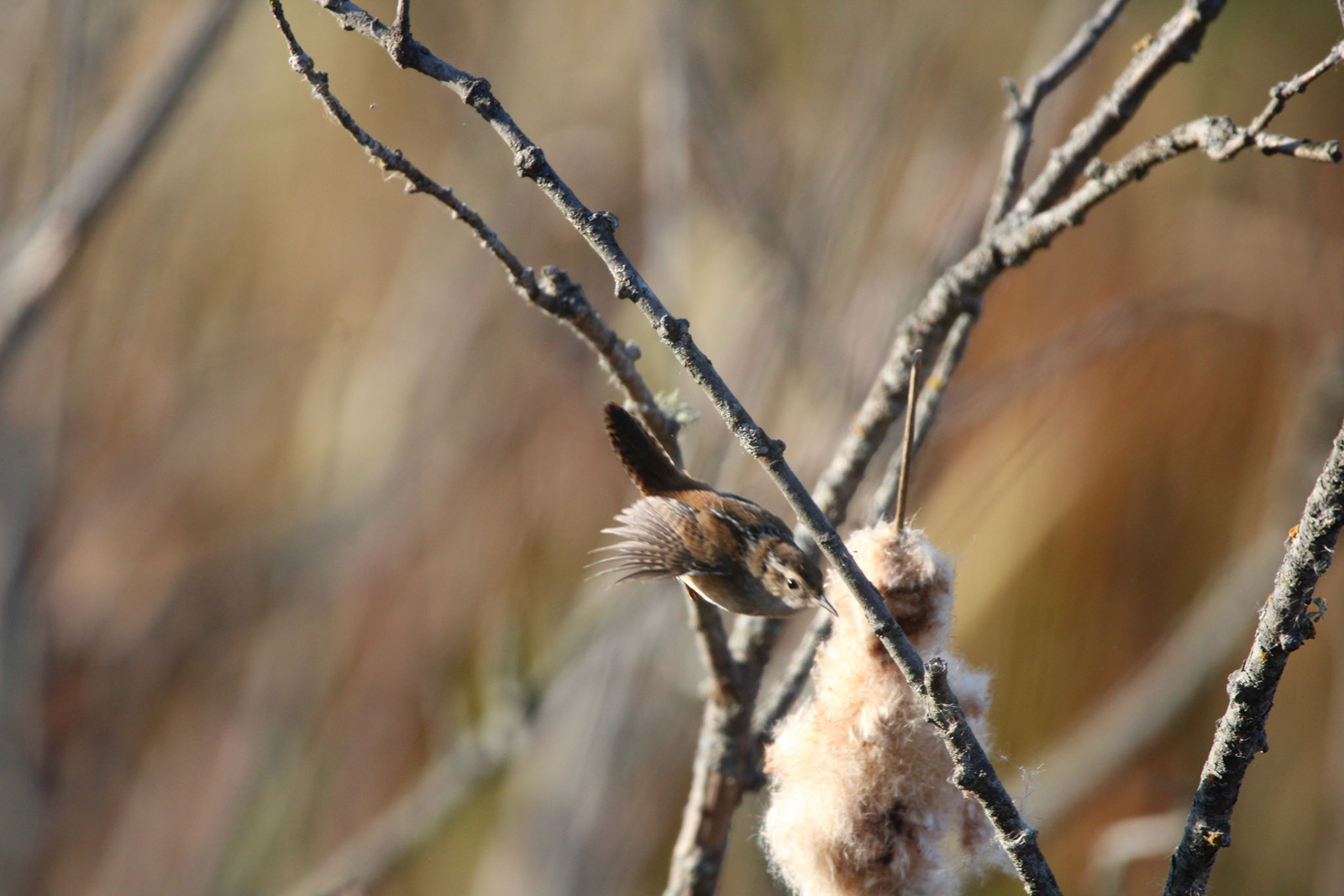 Marsh Wren