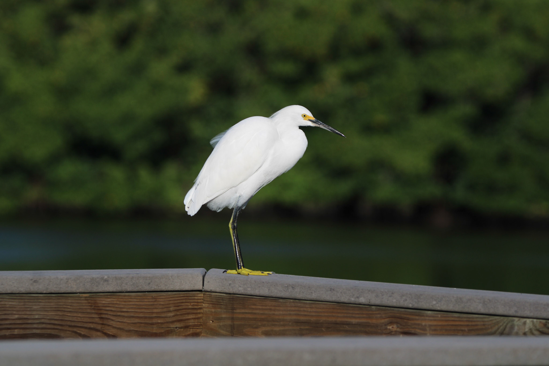 Snowy Egret