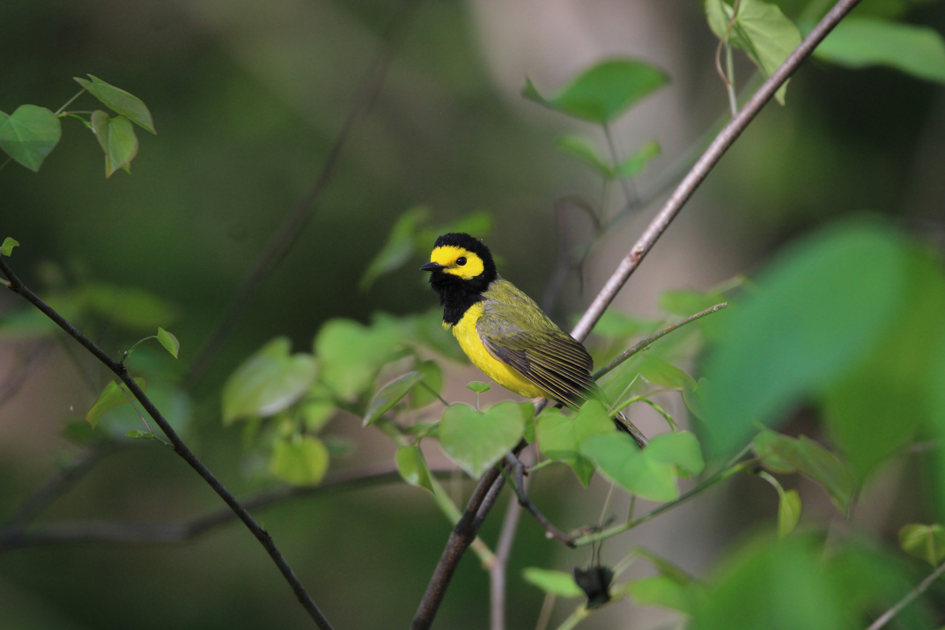 Hooded Warbler