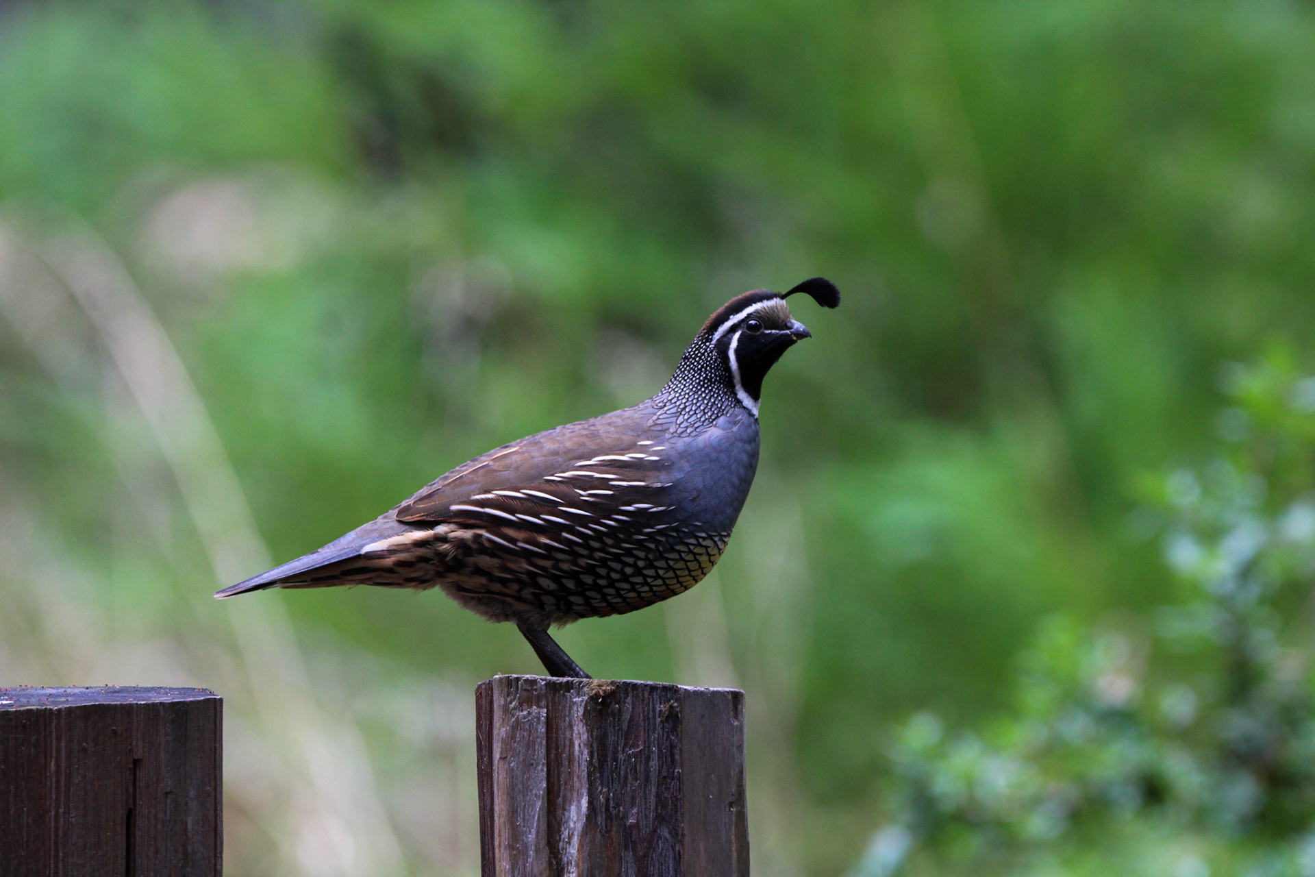 California Quail- Big Basin Redwoods State Park