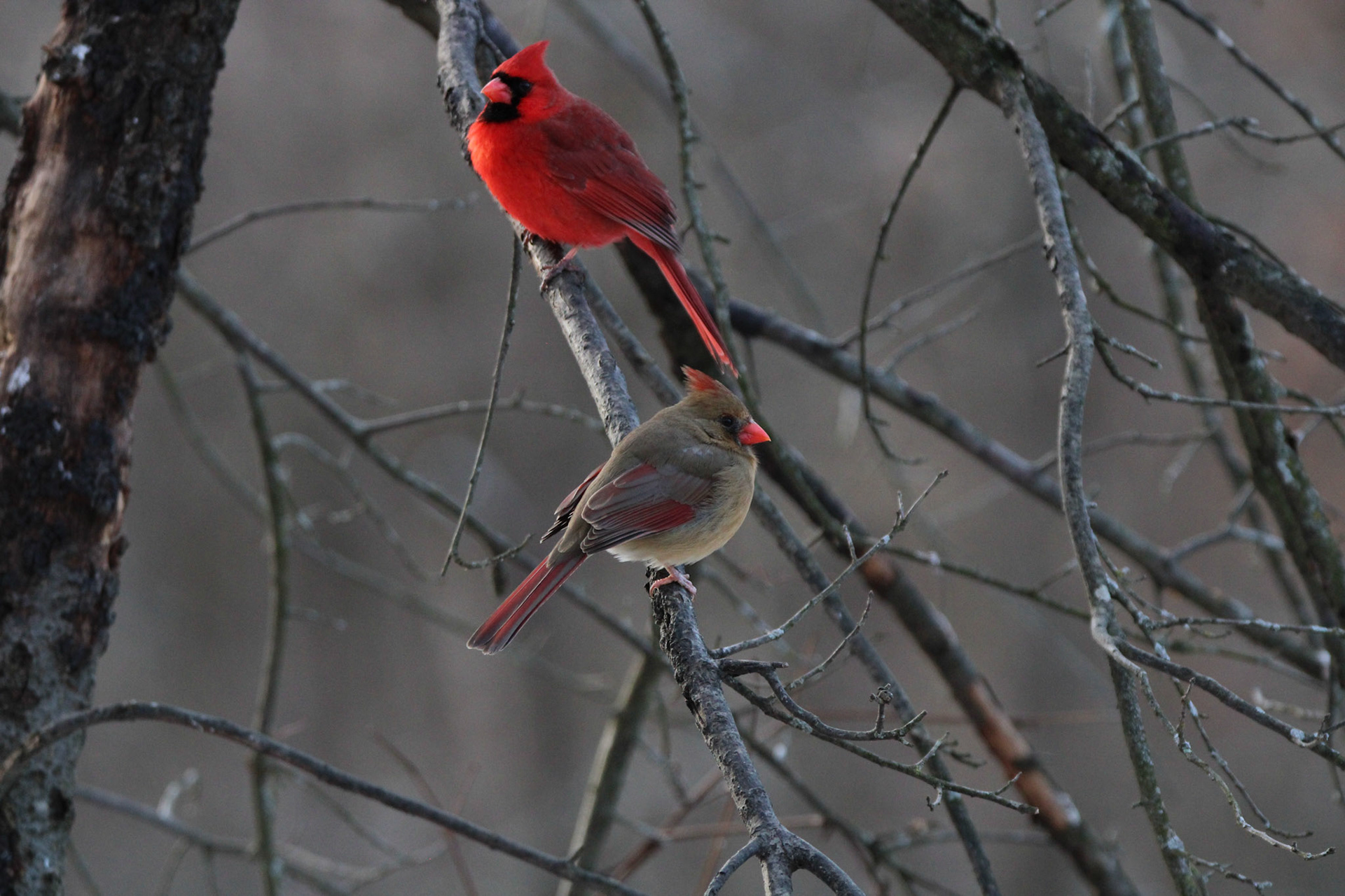 Northern Cardinal