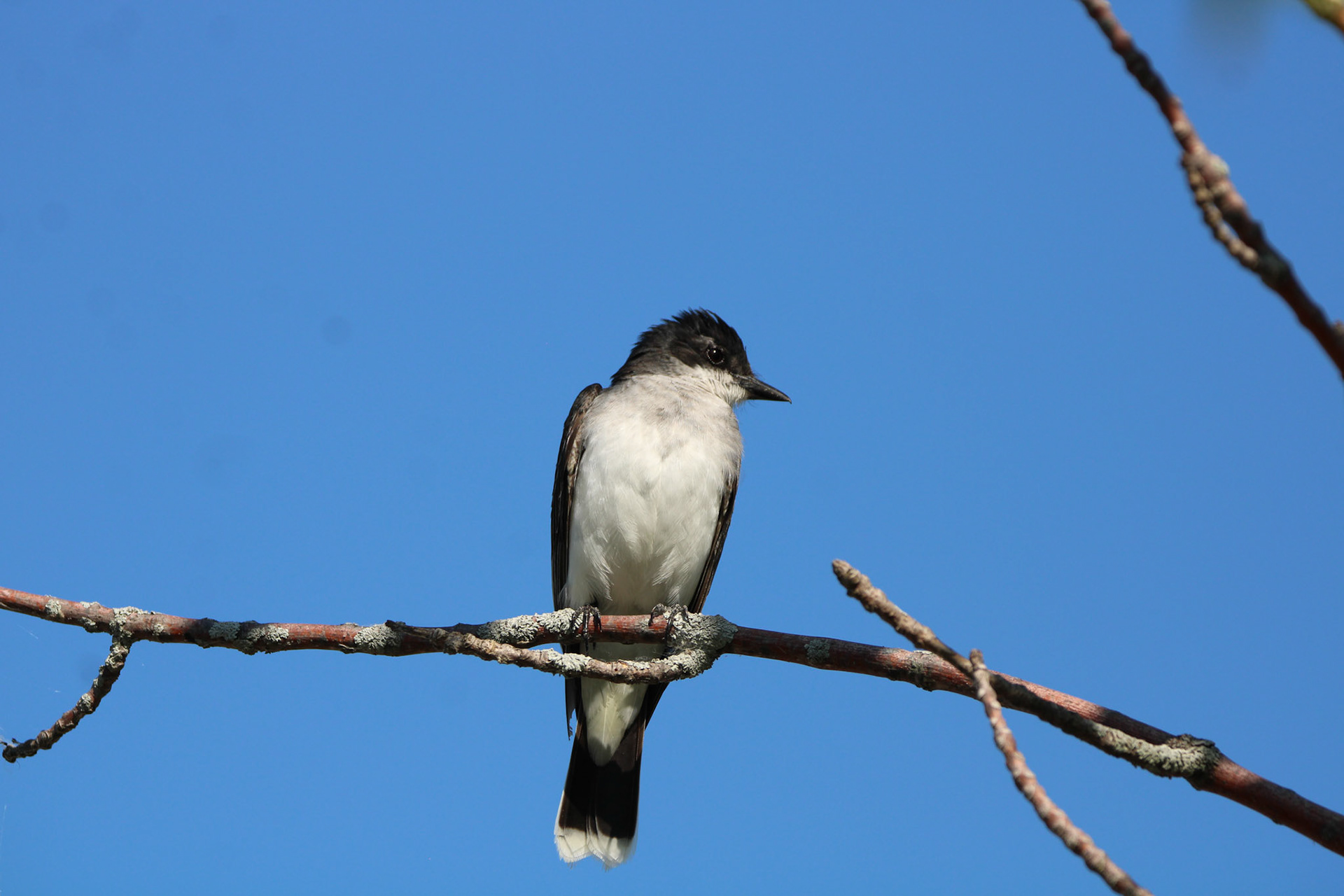 Eastern Kingbird