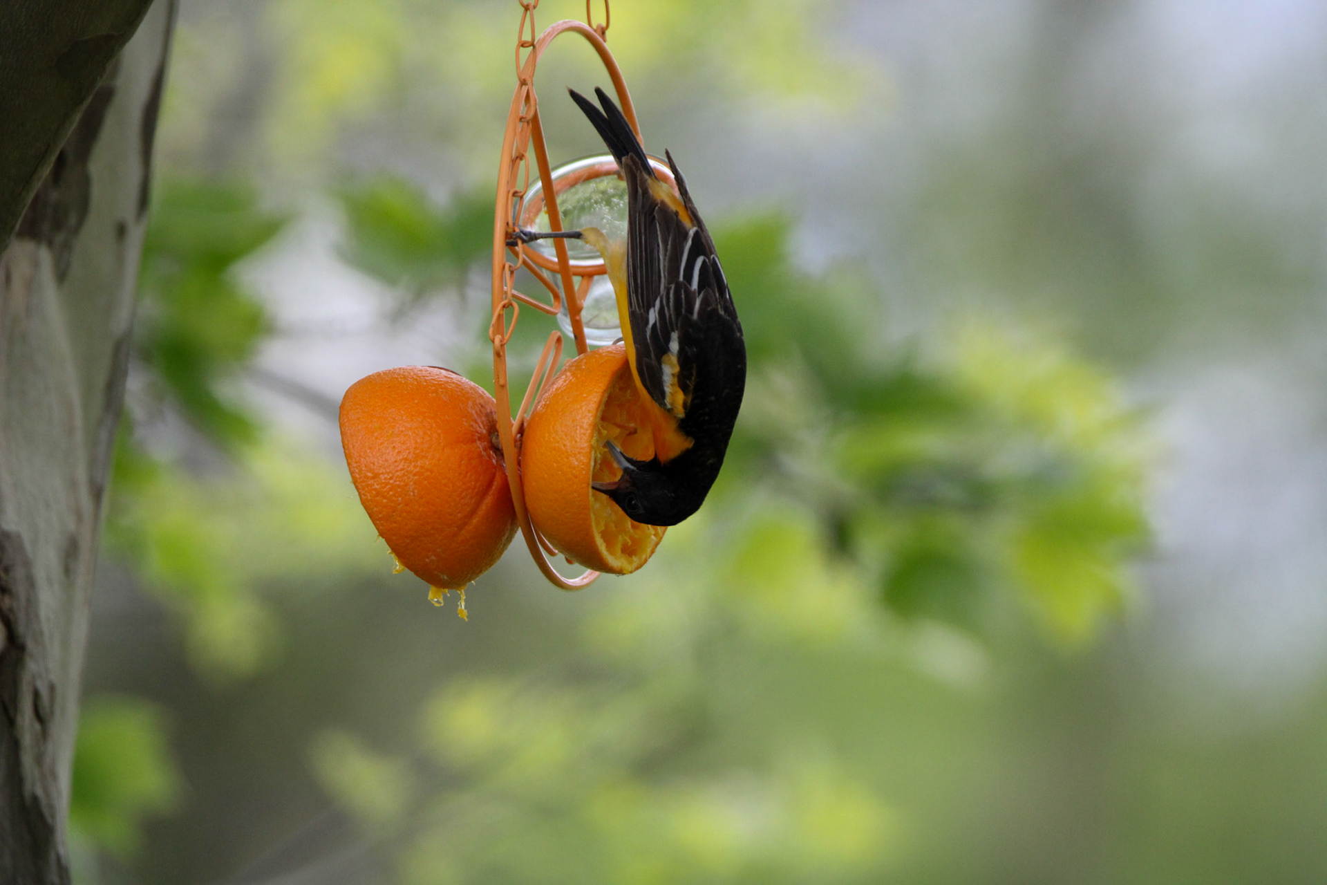 Baltimore Oriole
