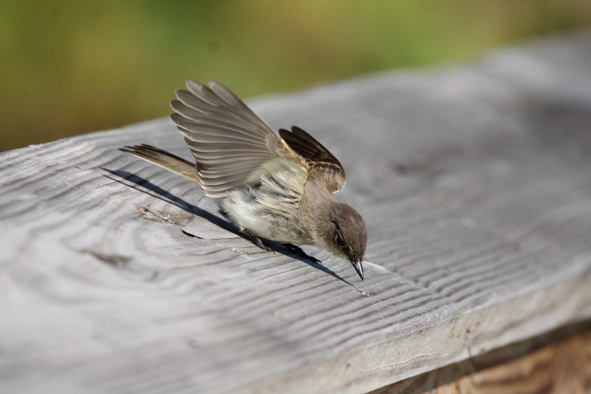 Eastern Wood Pewee