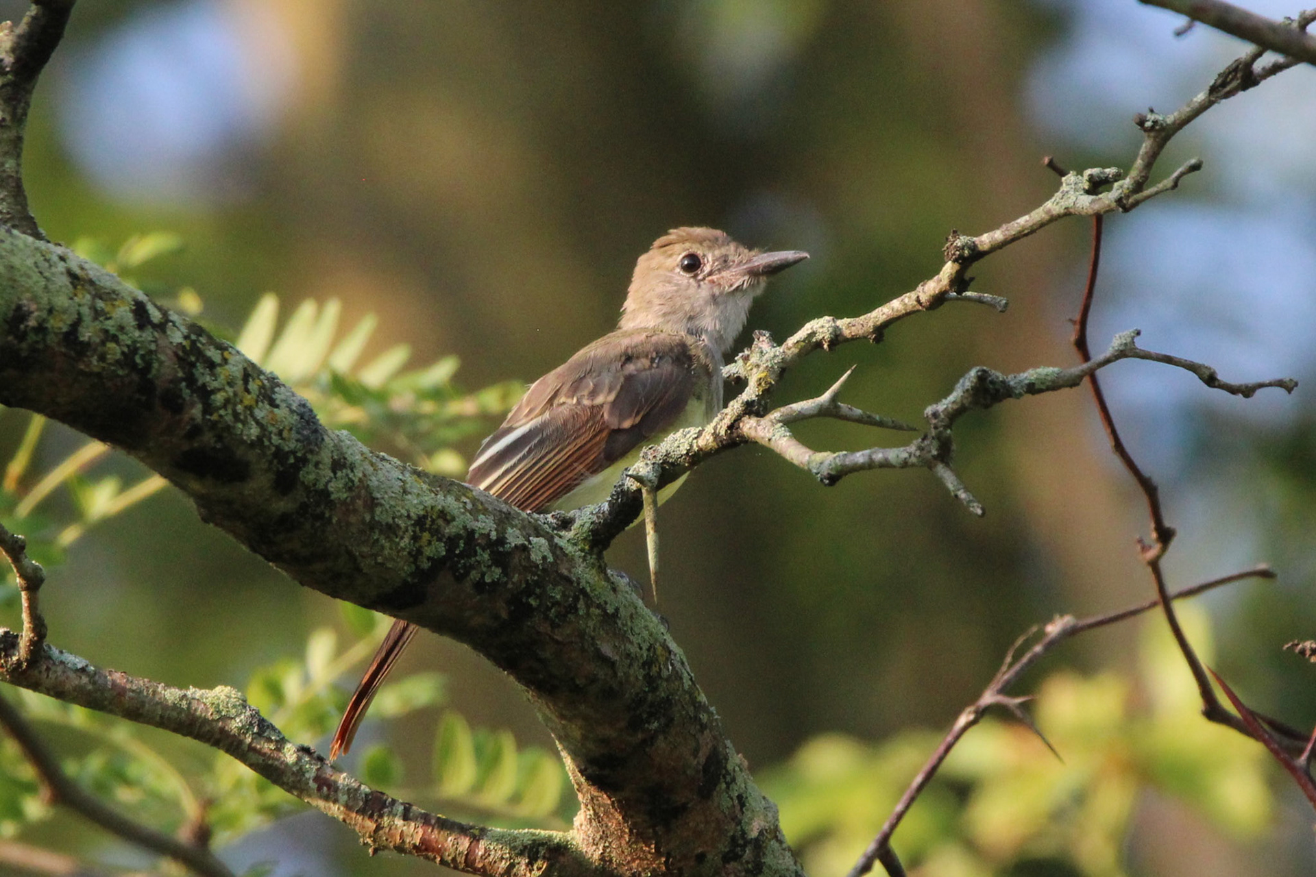 Great-crested Flycatcher