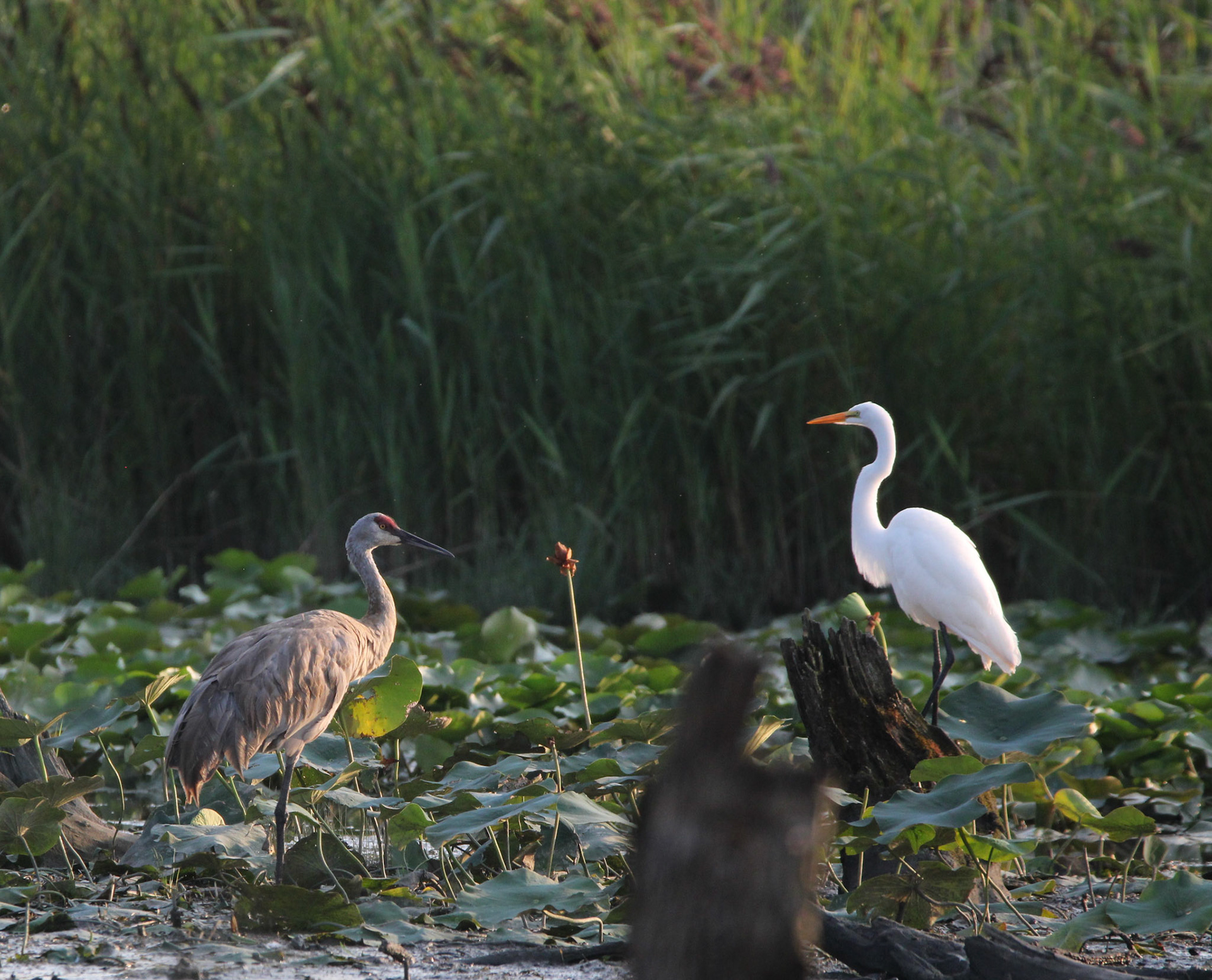 Sandhill Crane and Great Egret