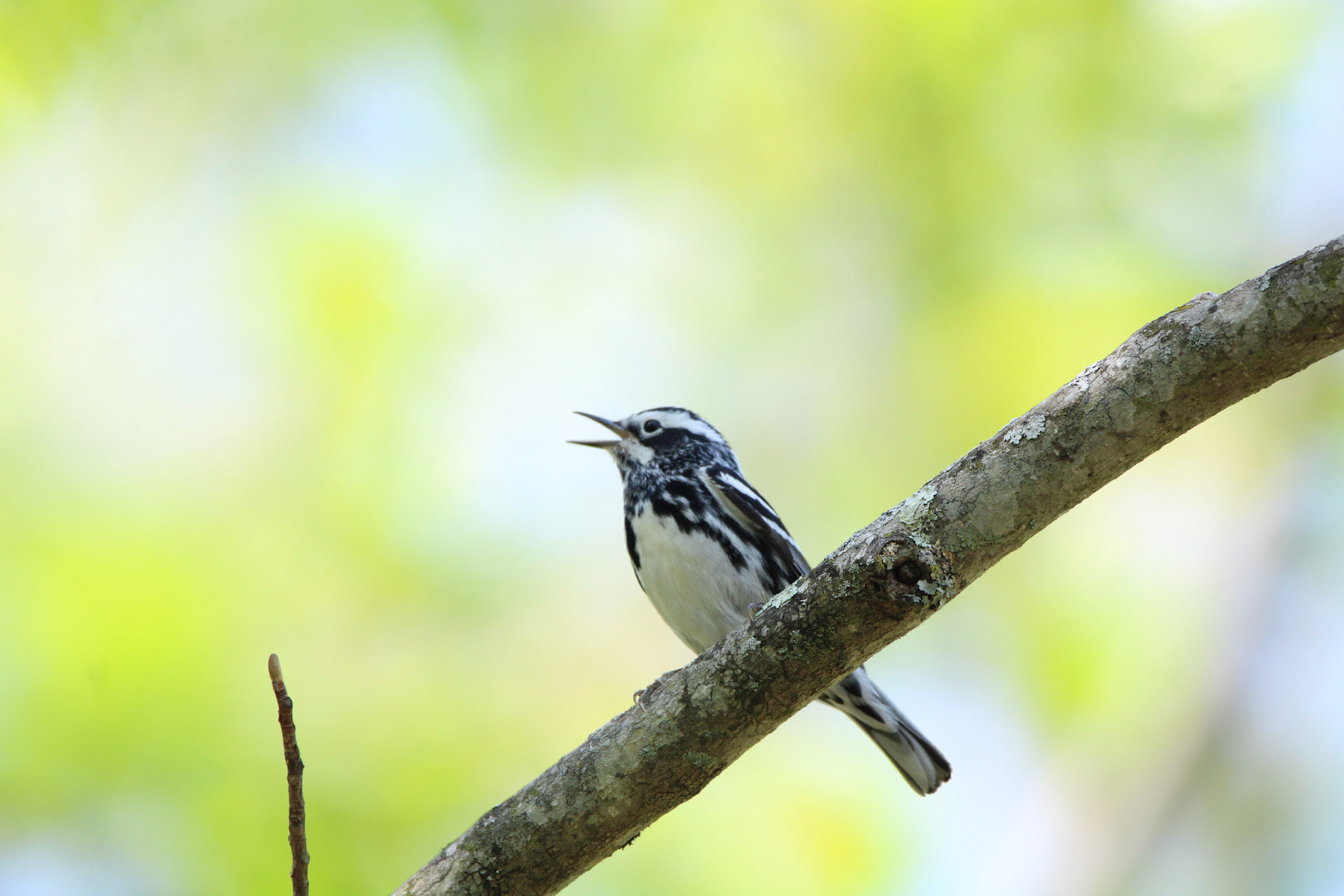 Black-and-White Warbler