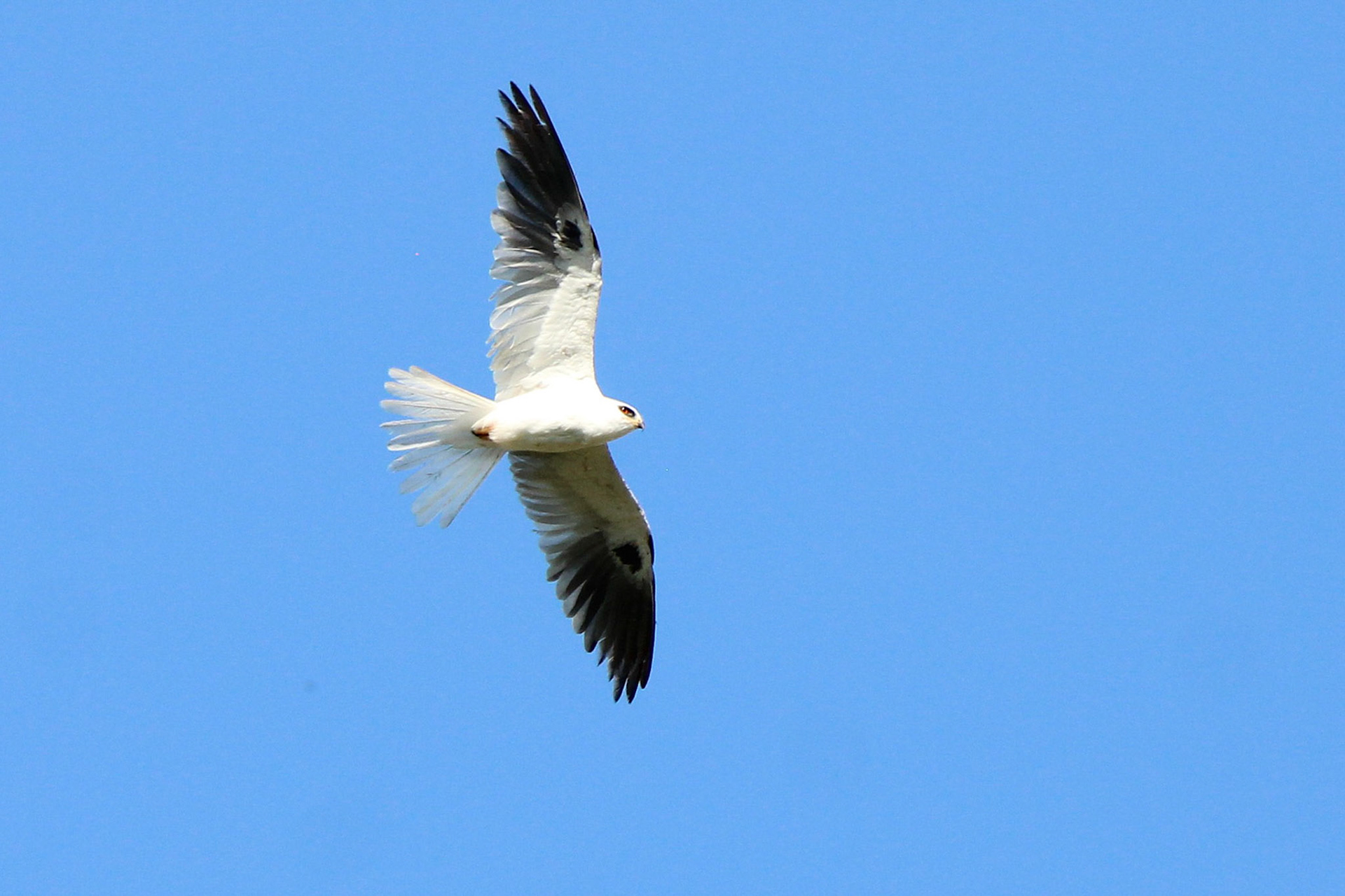 White-tailed Kite - Rotenberger Wildlife Management Area