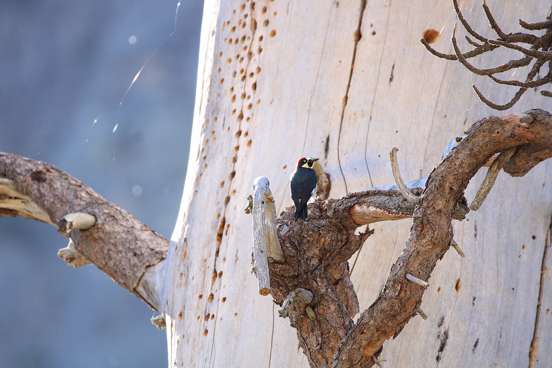 Acorn Woodpecker - Yosemite Valley