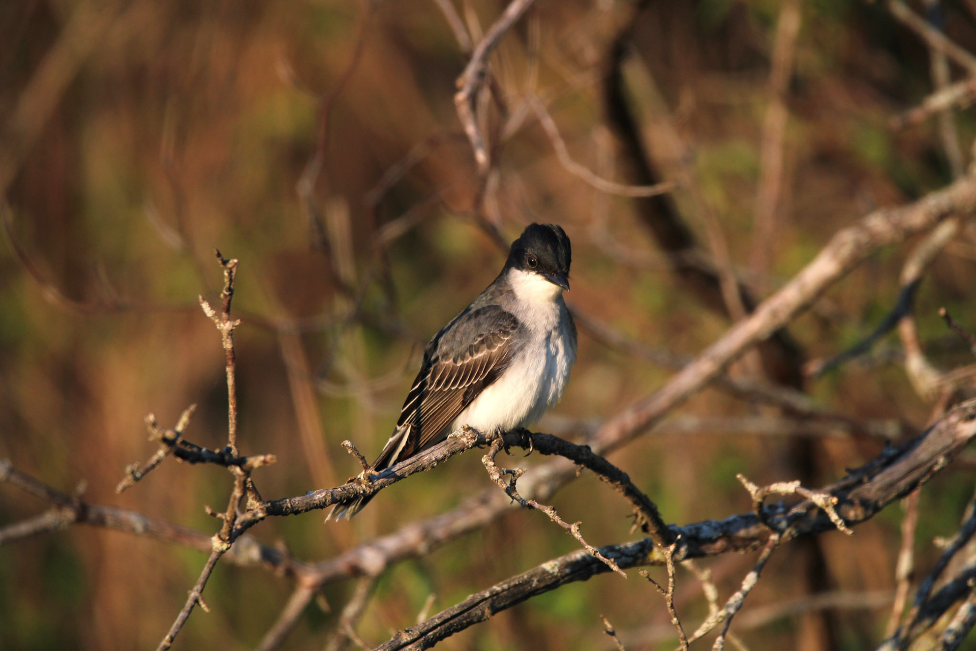 Eastern King Bird