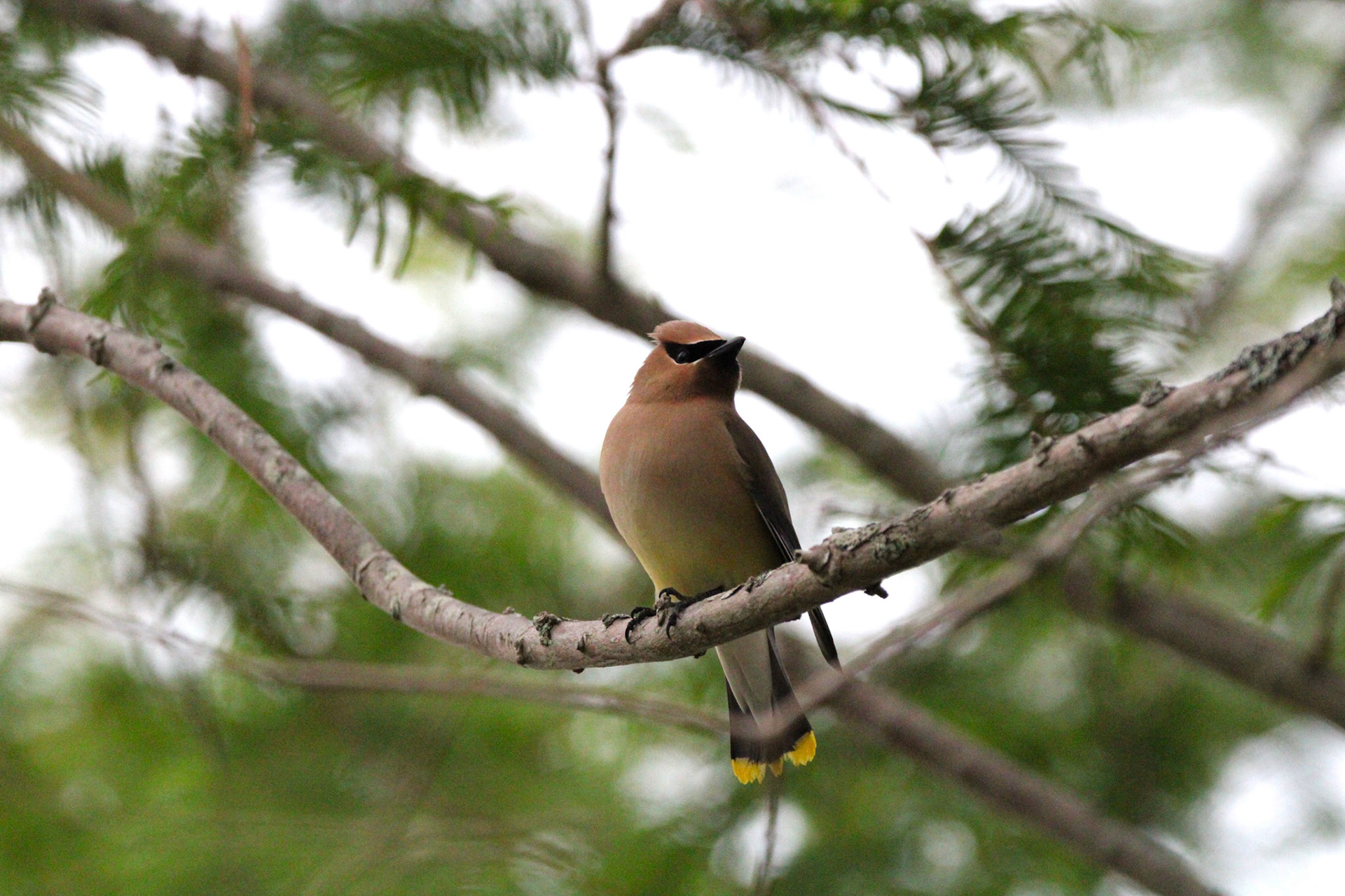 Cedar Waxwing