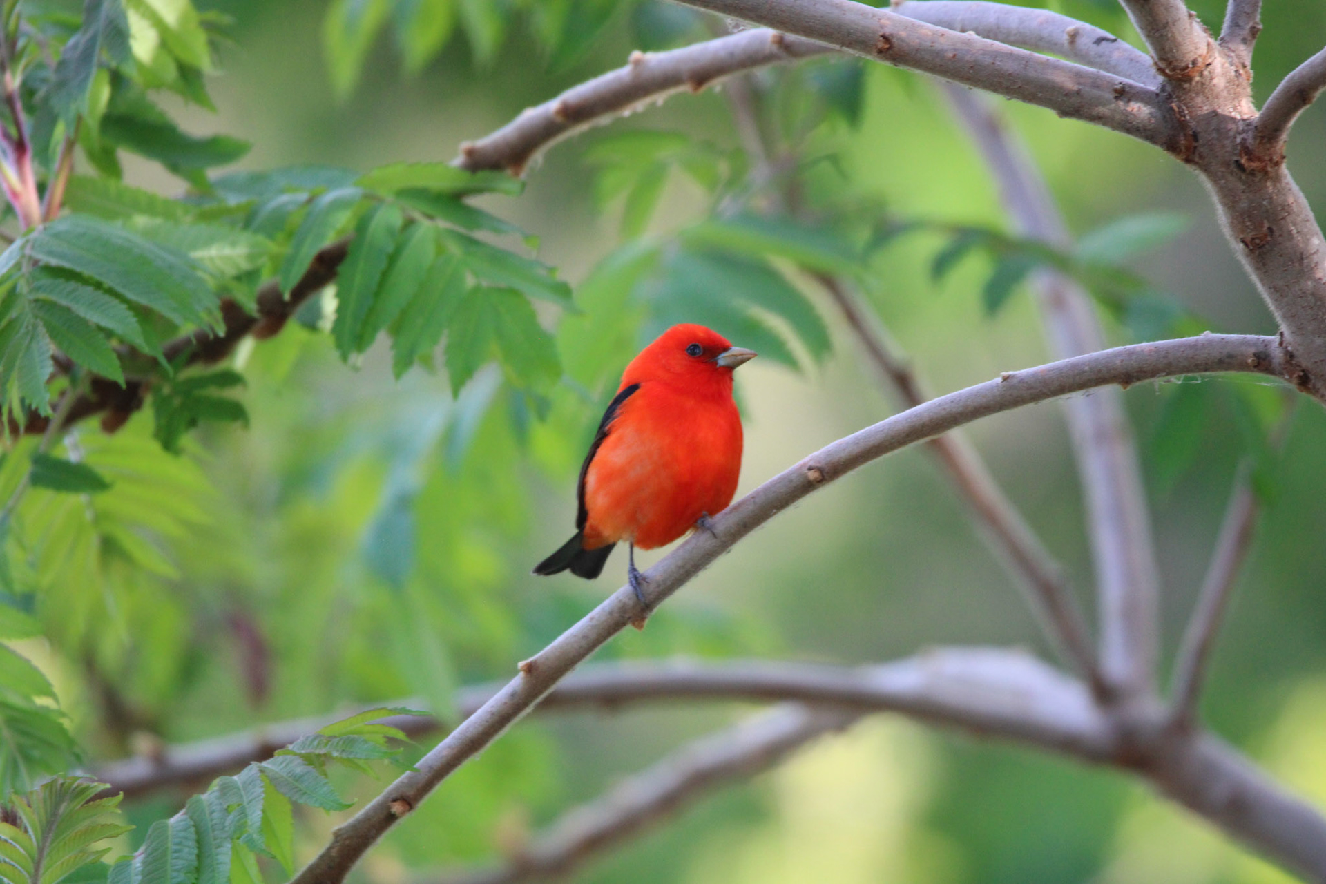 Scarlet Tanager