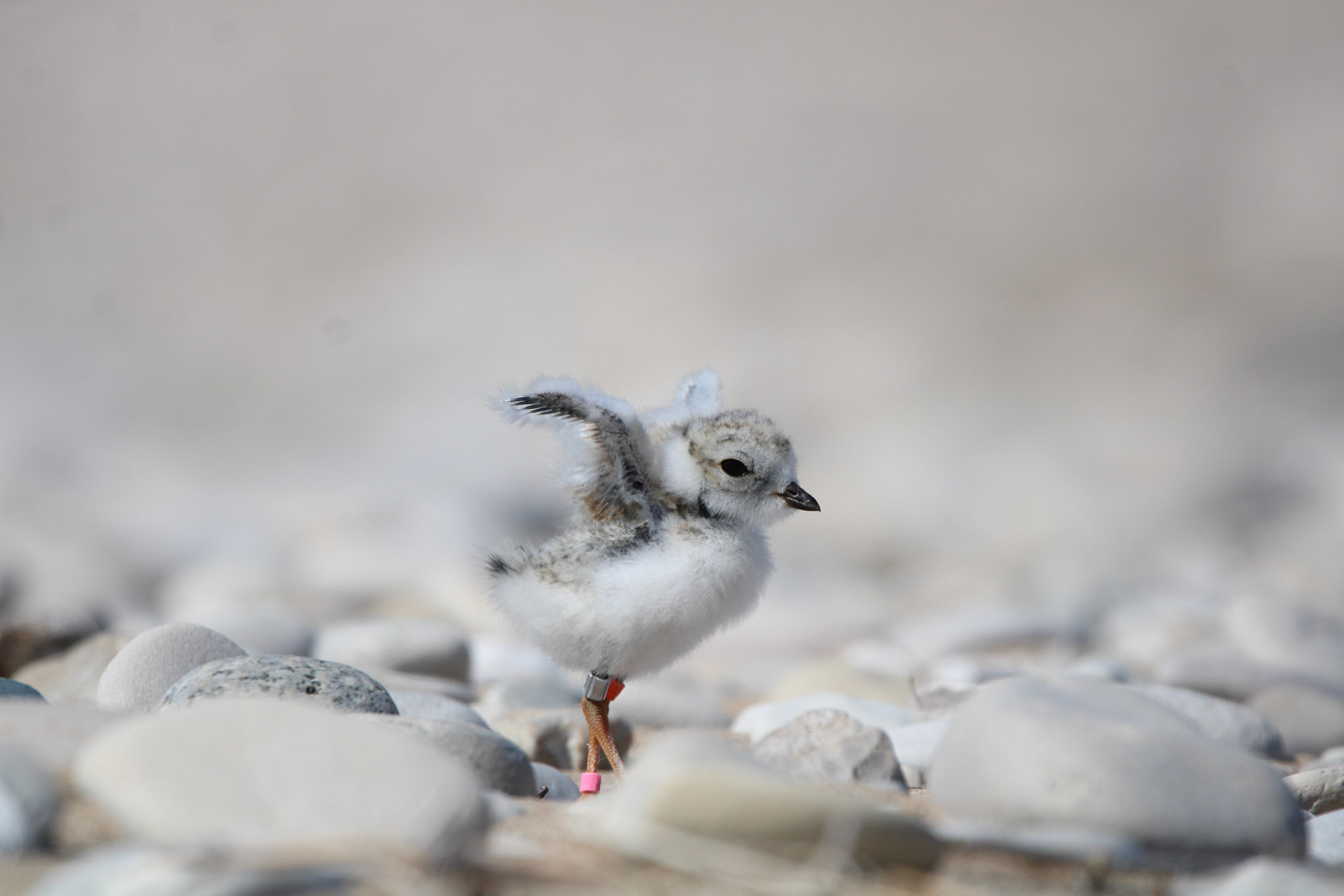Piping Plover