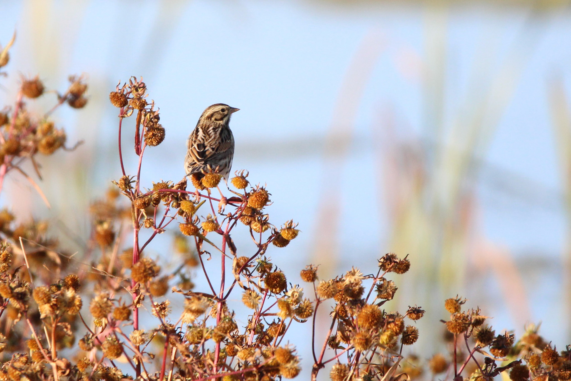 Song Sparrow ?