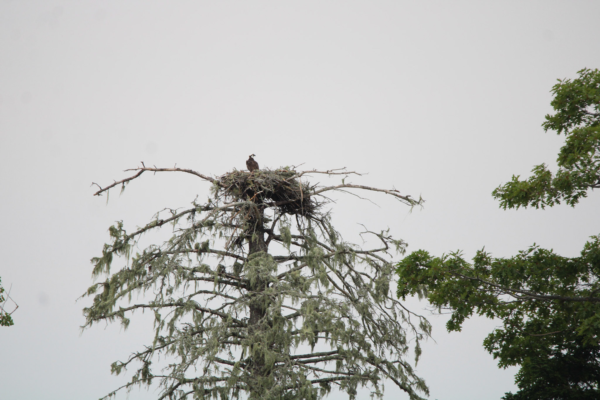 Osprey by Ryan