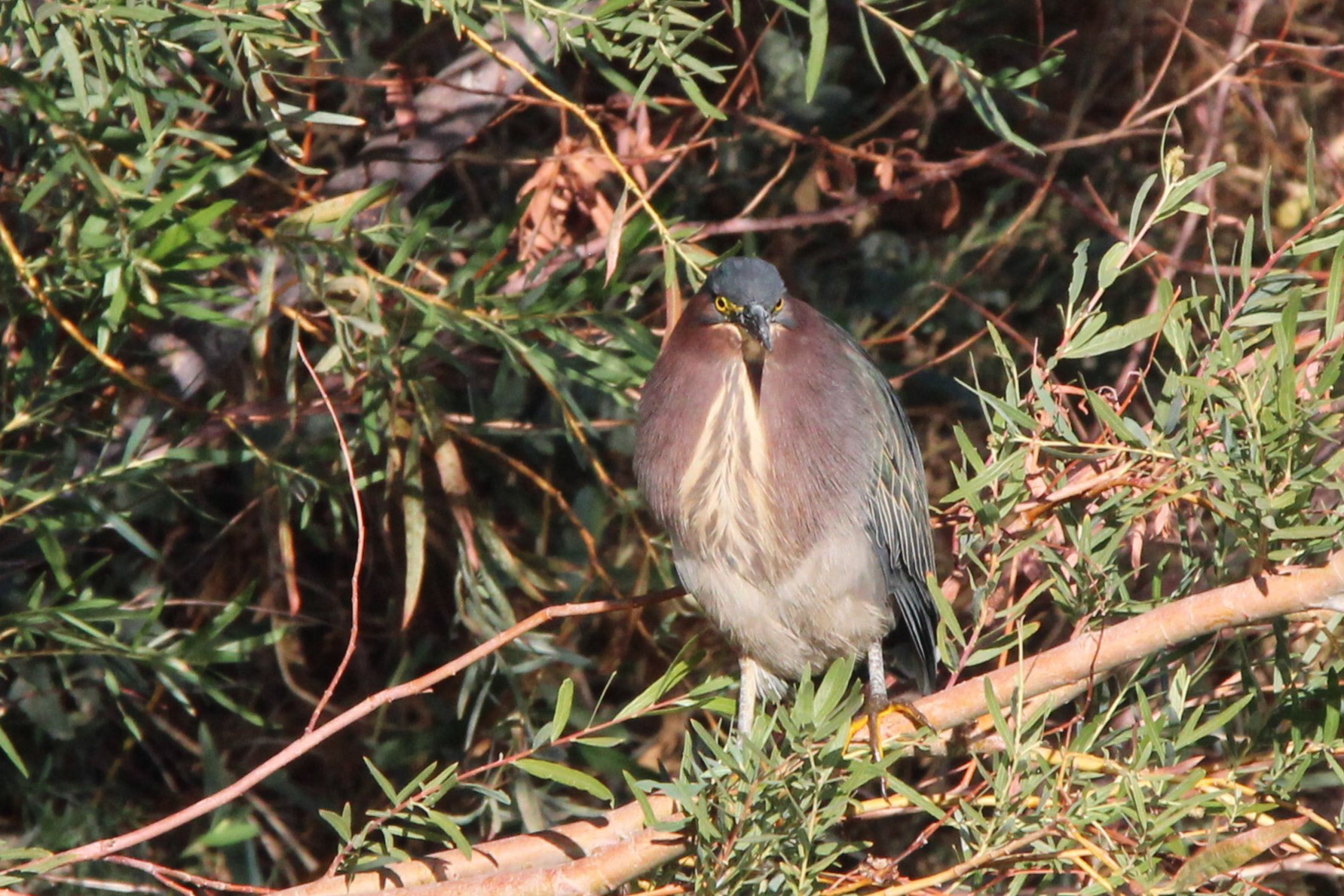 Green Heron
